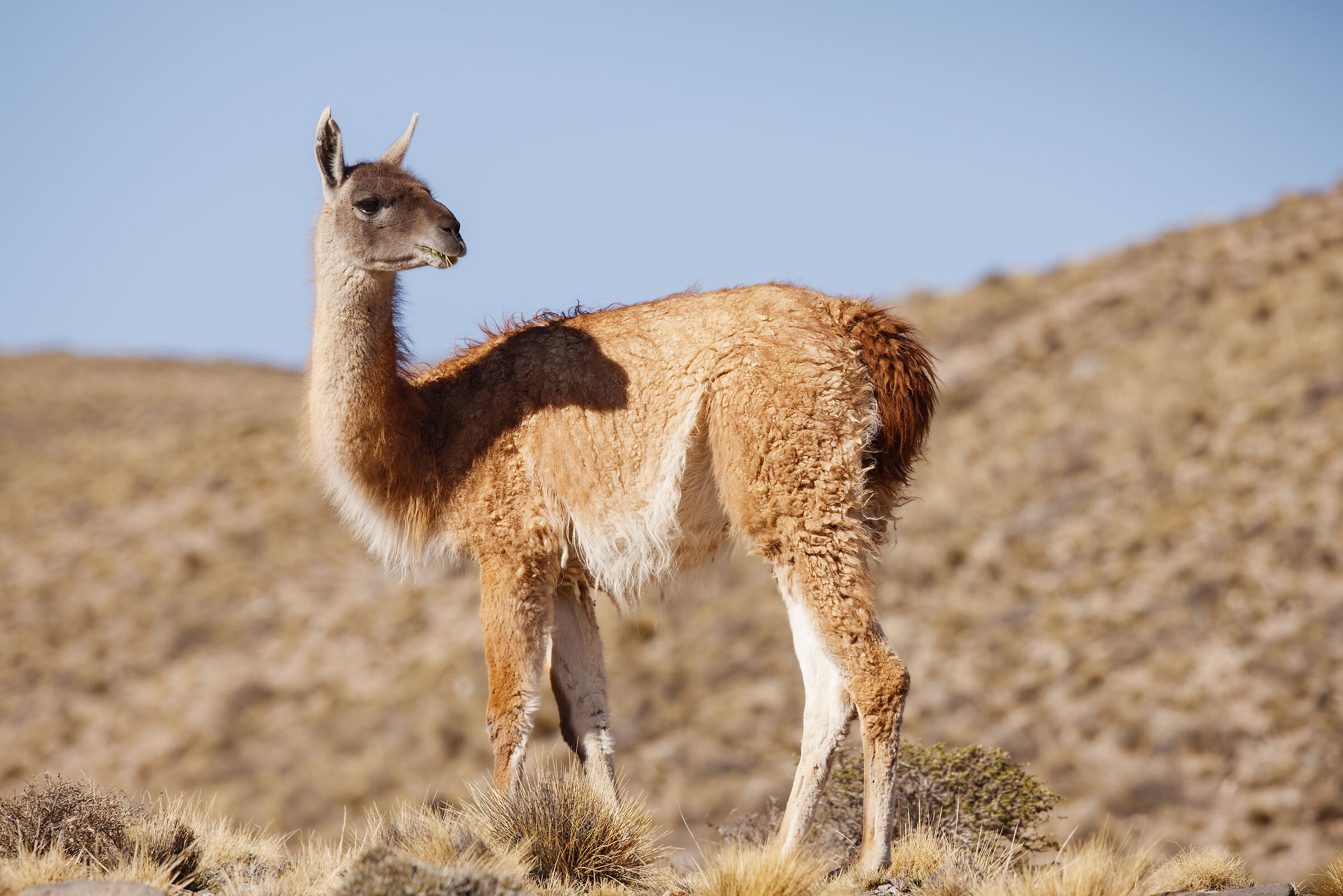 Guanaco n.2