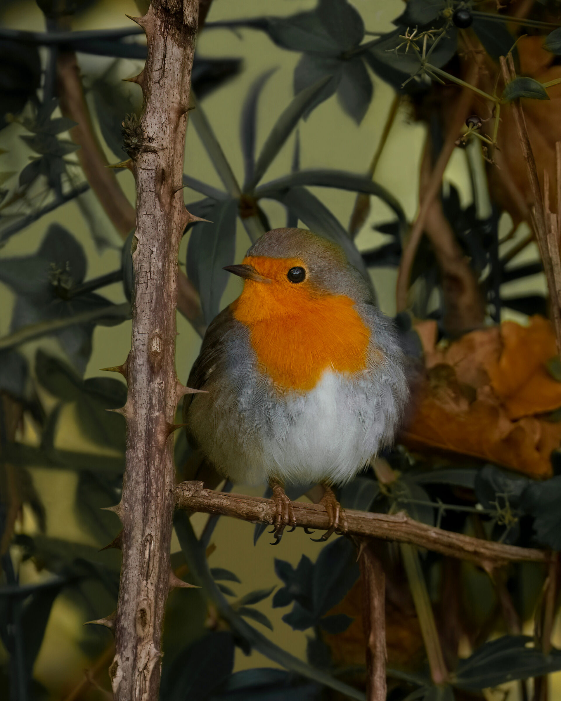 Robin among thorns