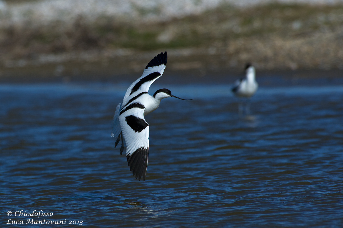 Avocetta 2