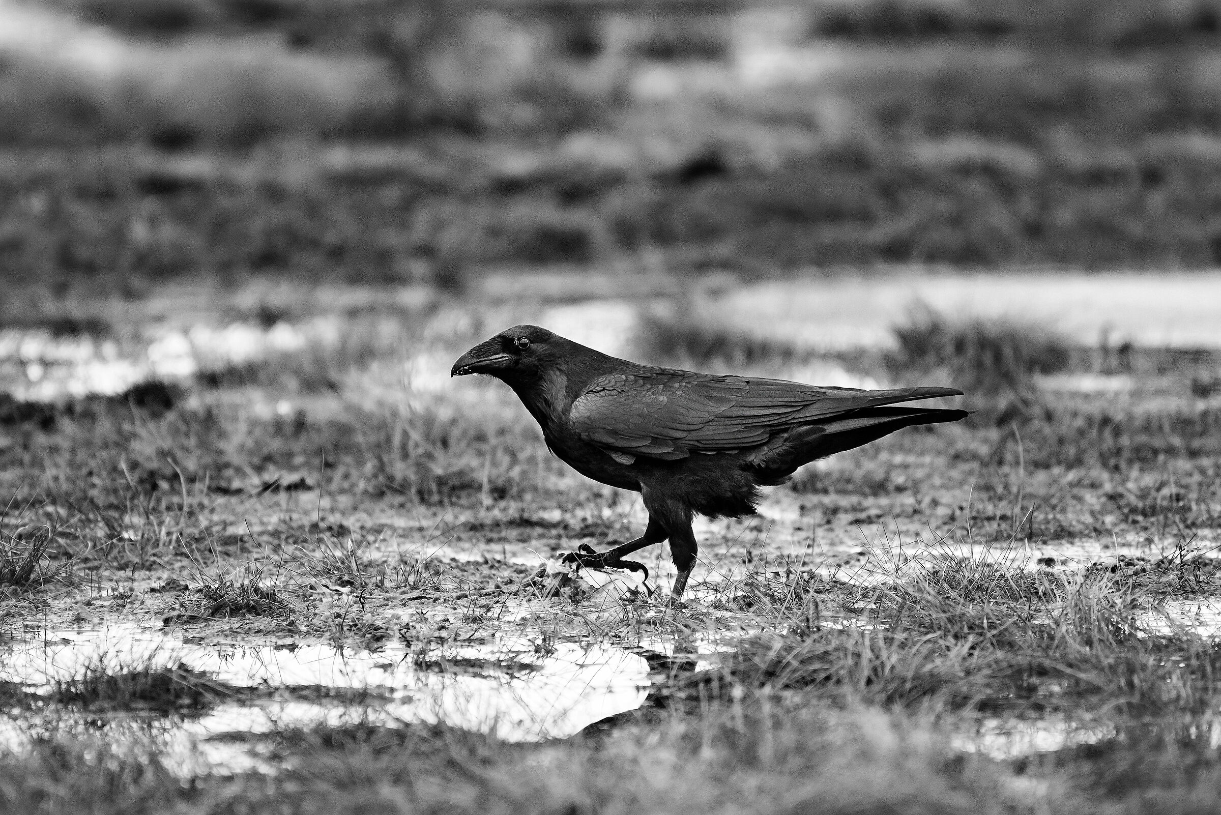 Corvo imperiale (Corvus corax)