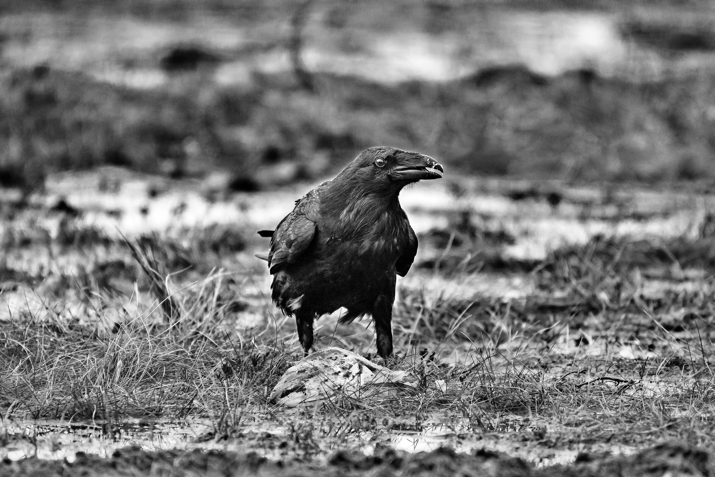 Corvo imperiale (Corvus corax)