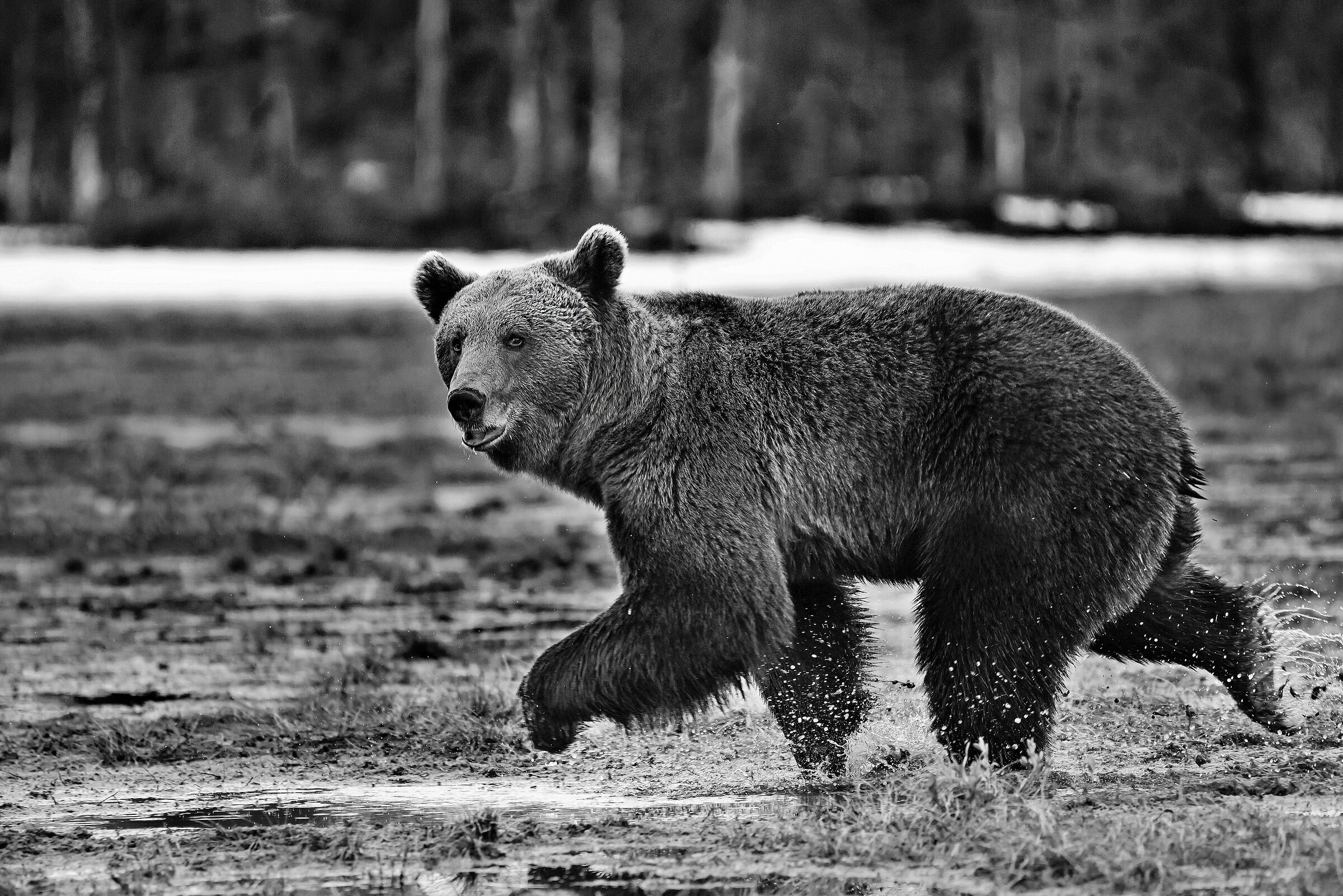 Orso bruno (Ursus arctos)