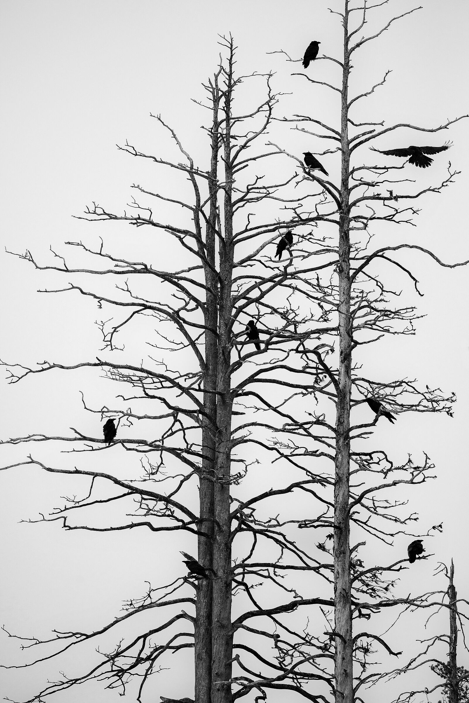 Corvi imperiali (Corvus corax)