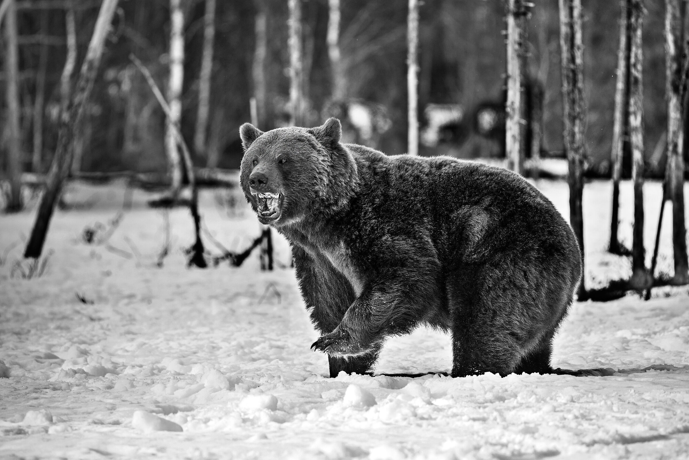 Orso bruno (Ursus arctos)