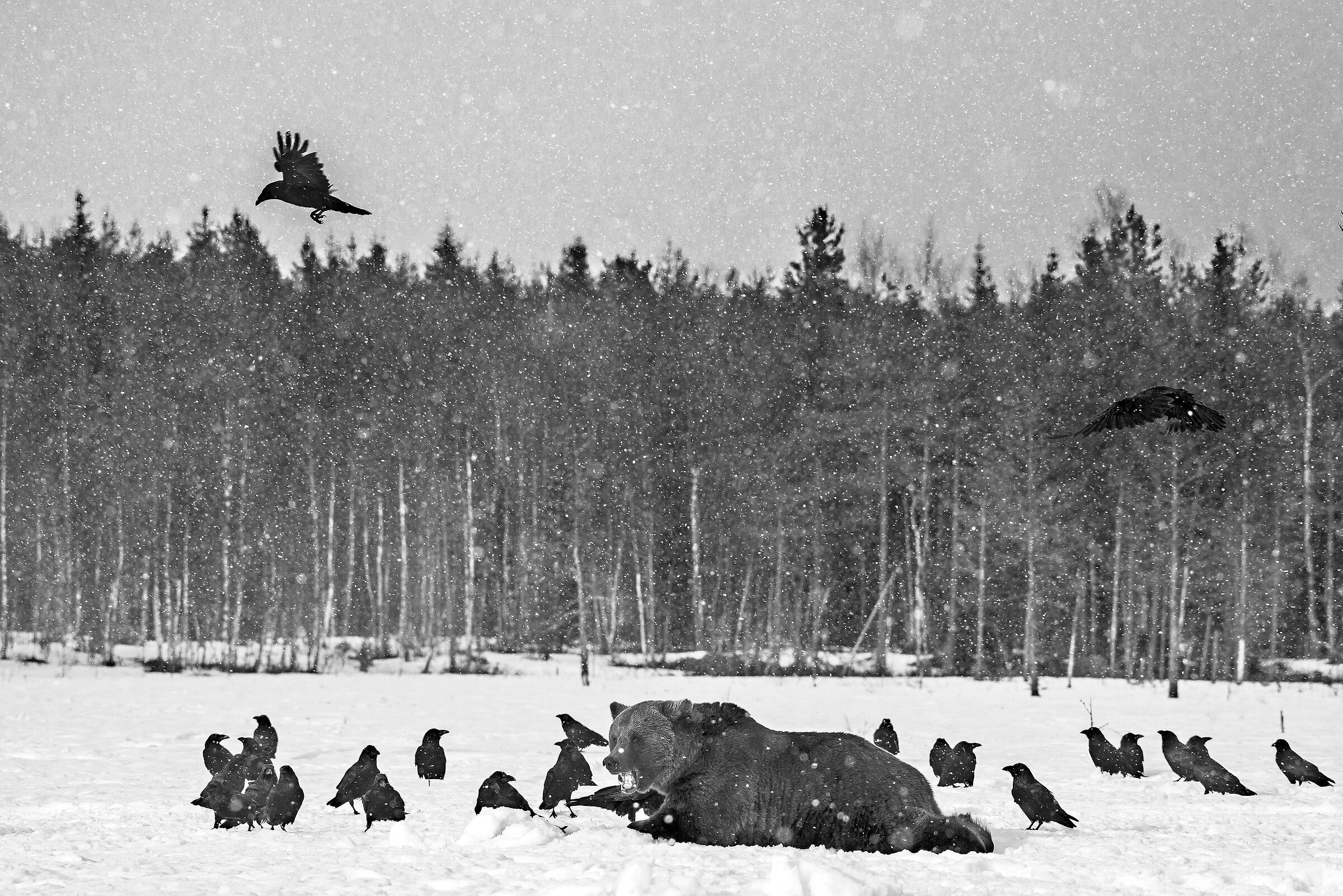 Orso bruno (Ursus arctos) e Corvi