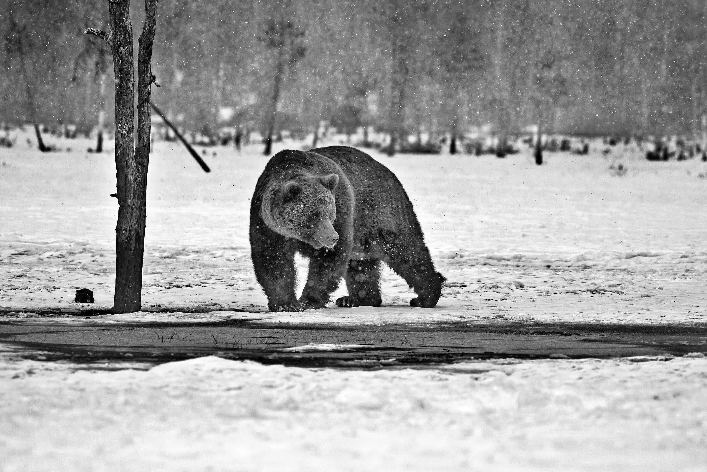 Orso bruno (Ursus arctos)