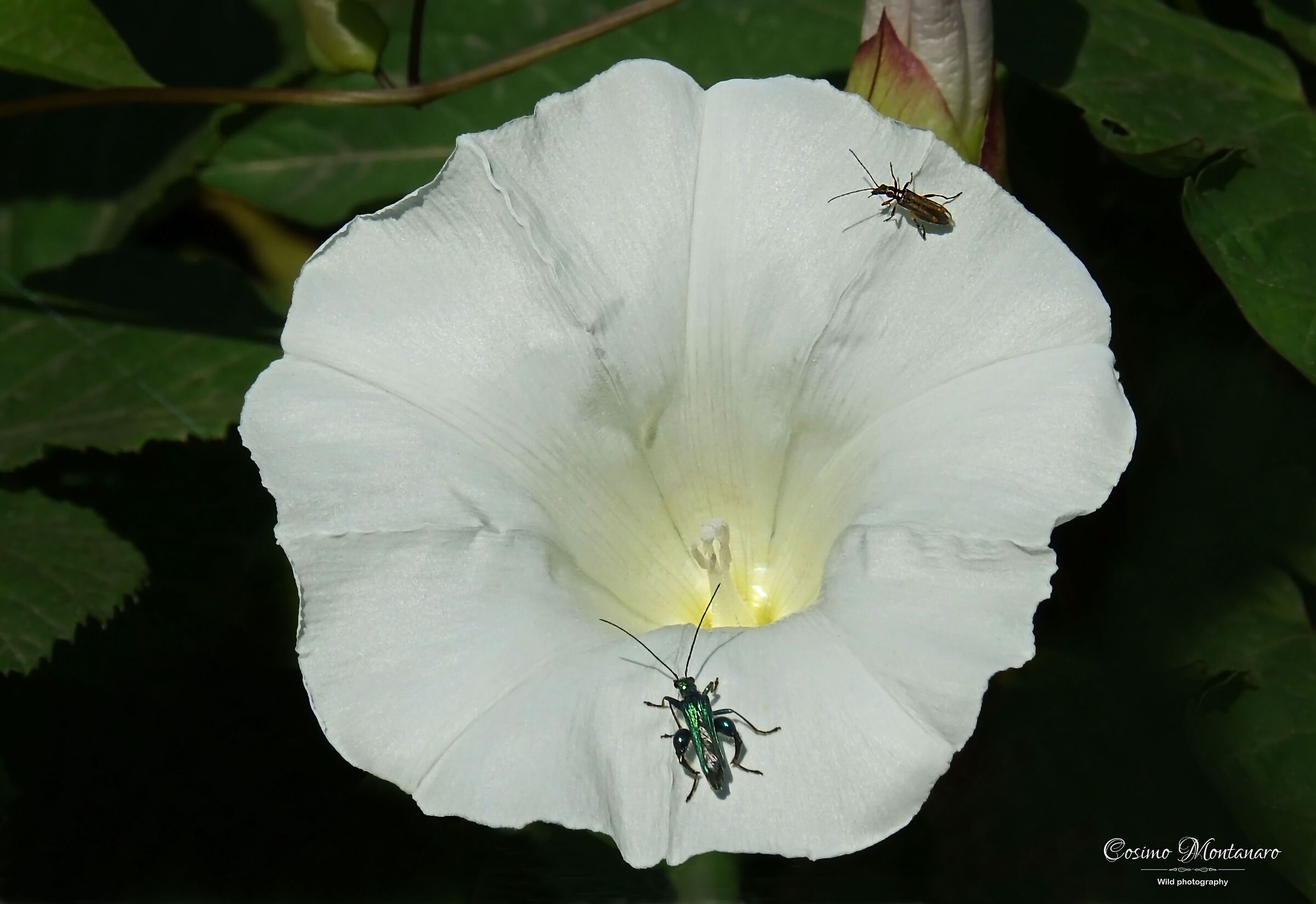 Calystegia silvatica