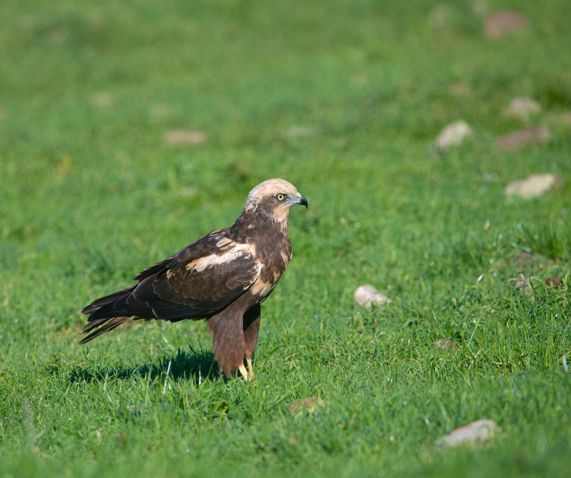 falco di palude
