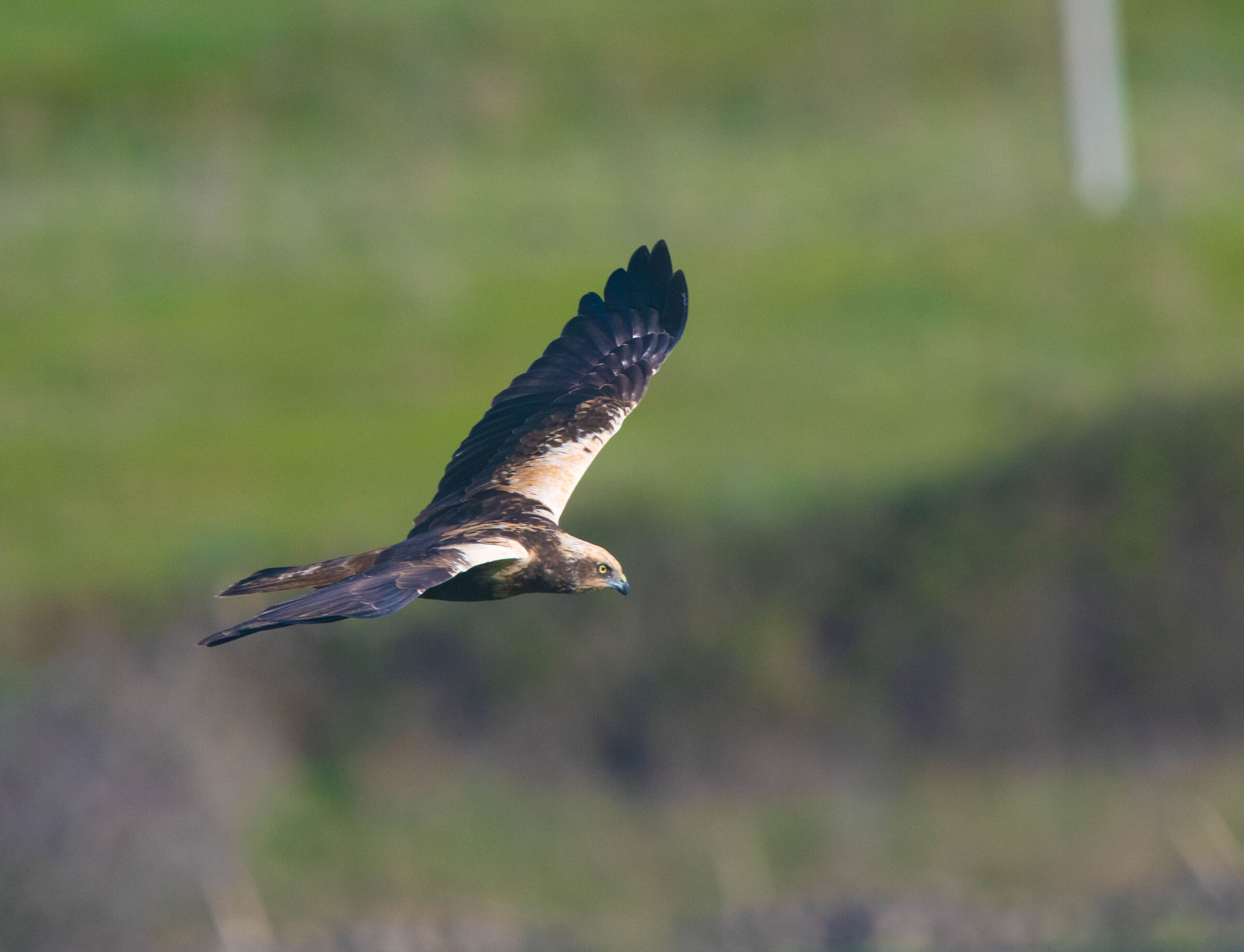 falco di palude