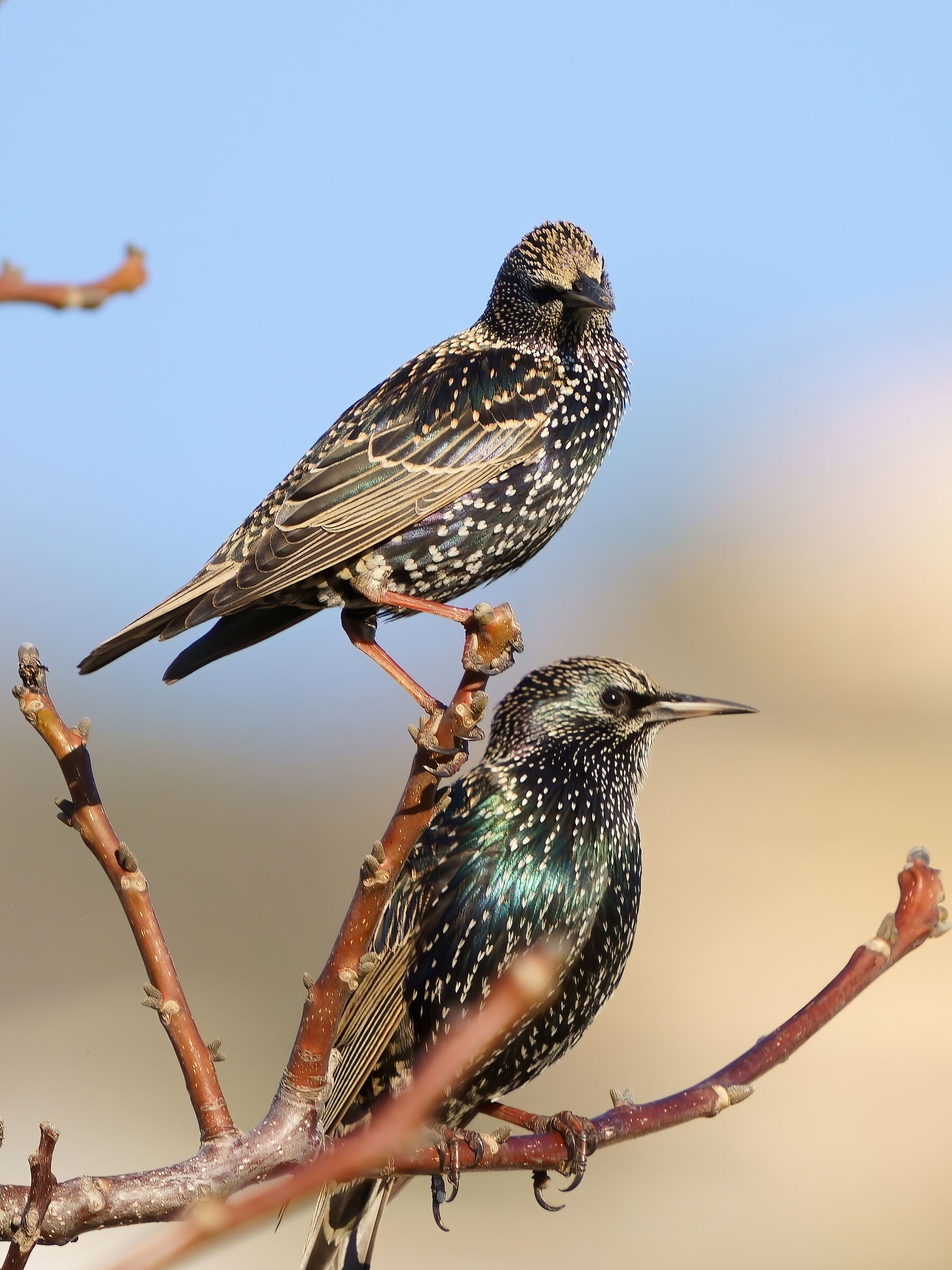 Starlings vulgaris