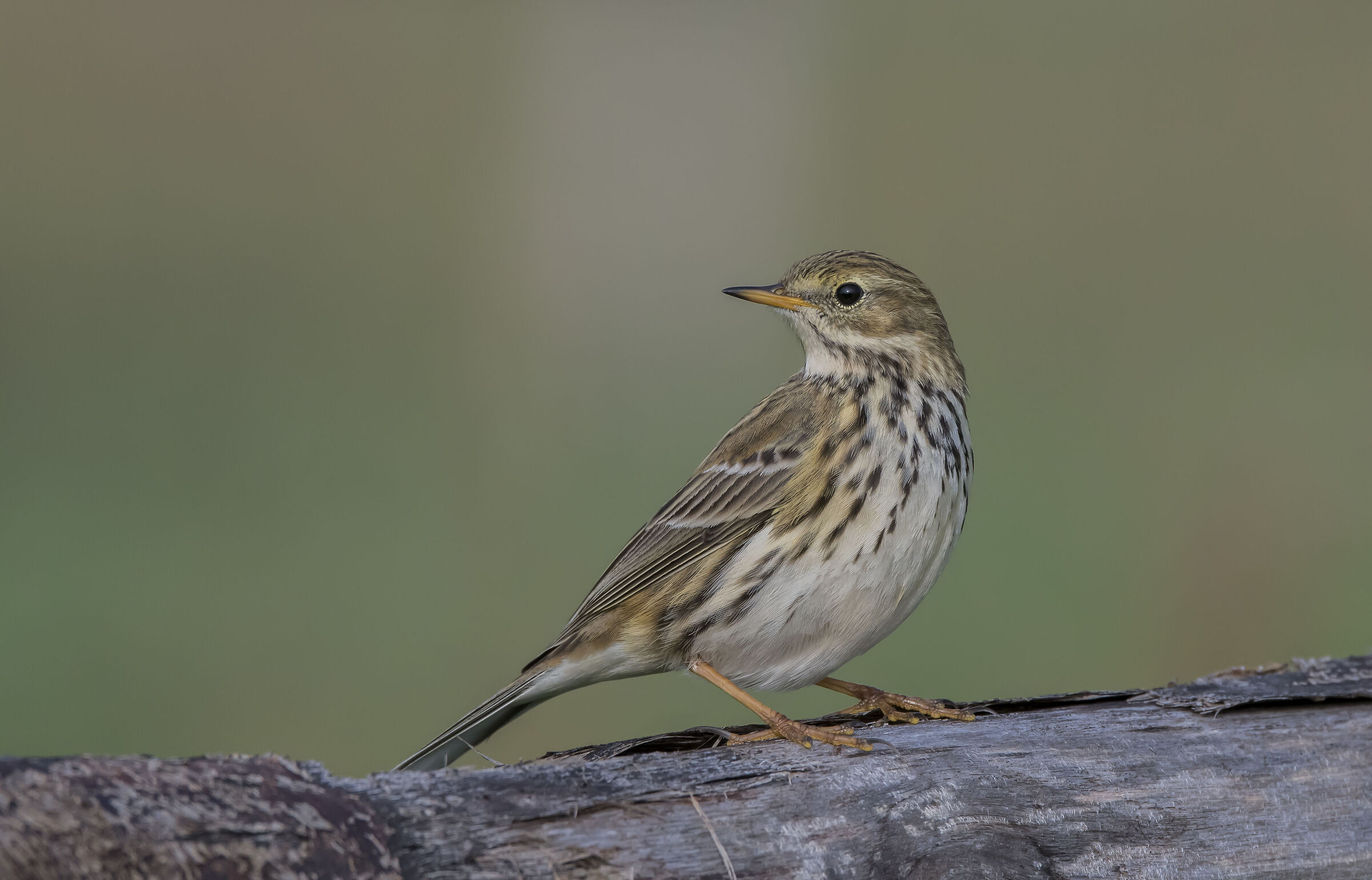 Meadow pipit