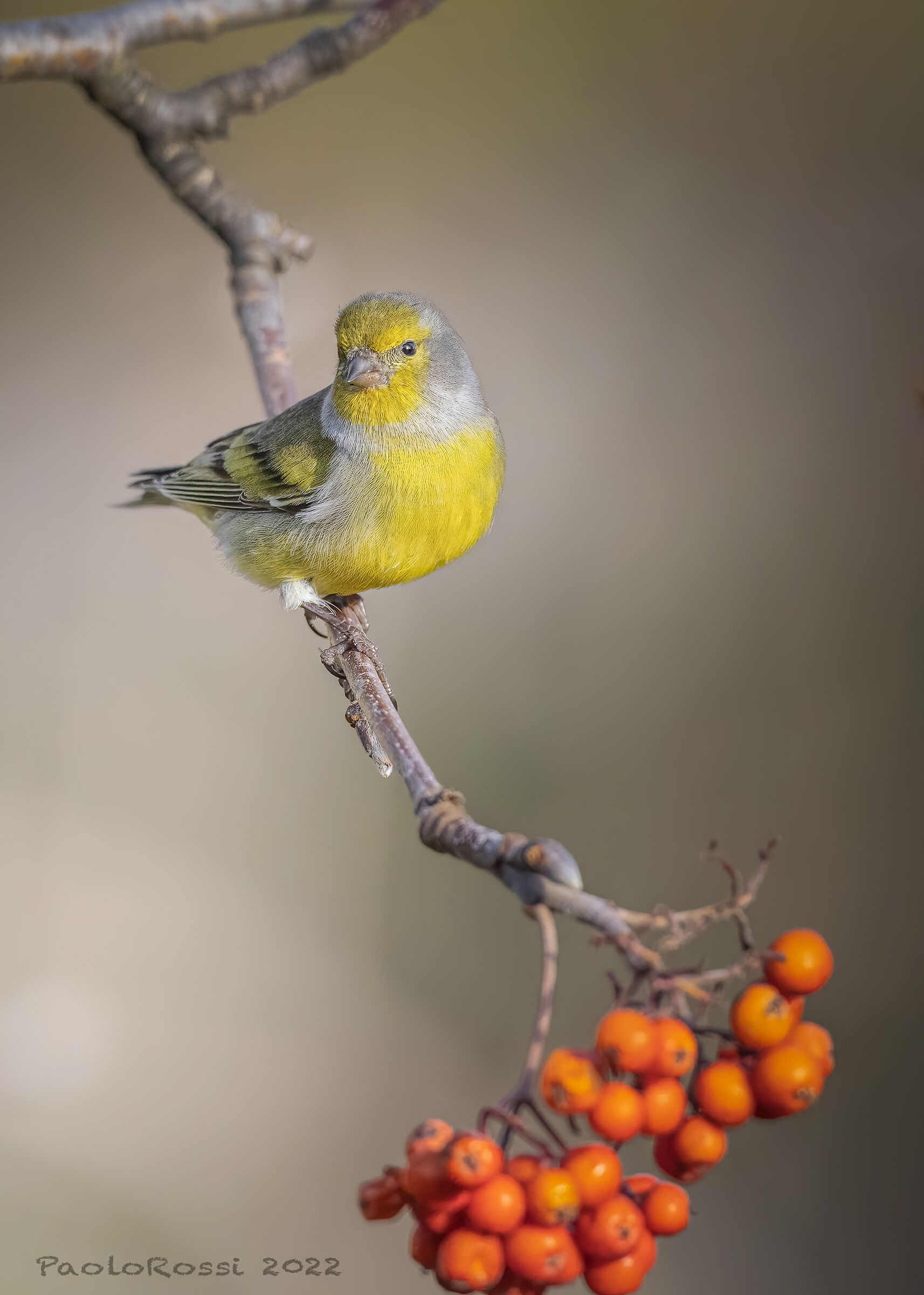 Venturone on the rowan...