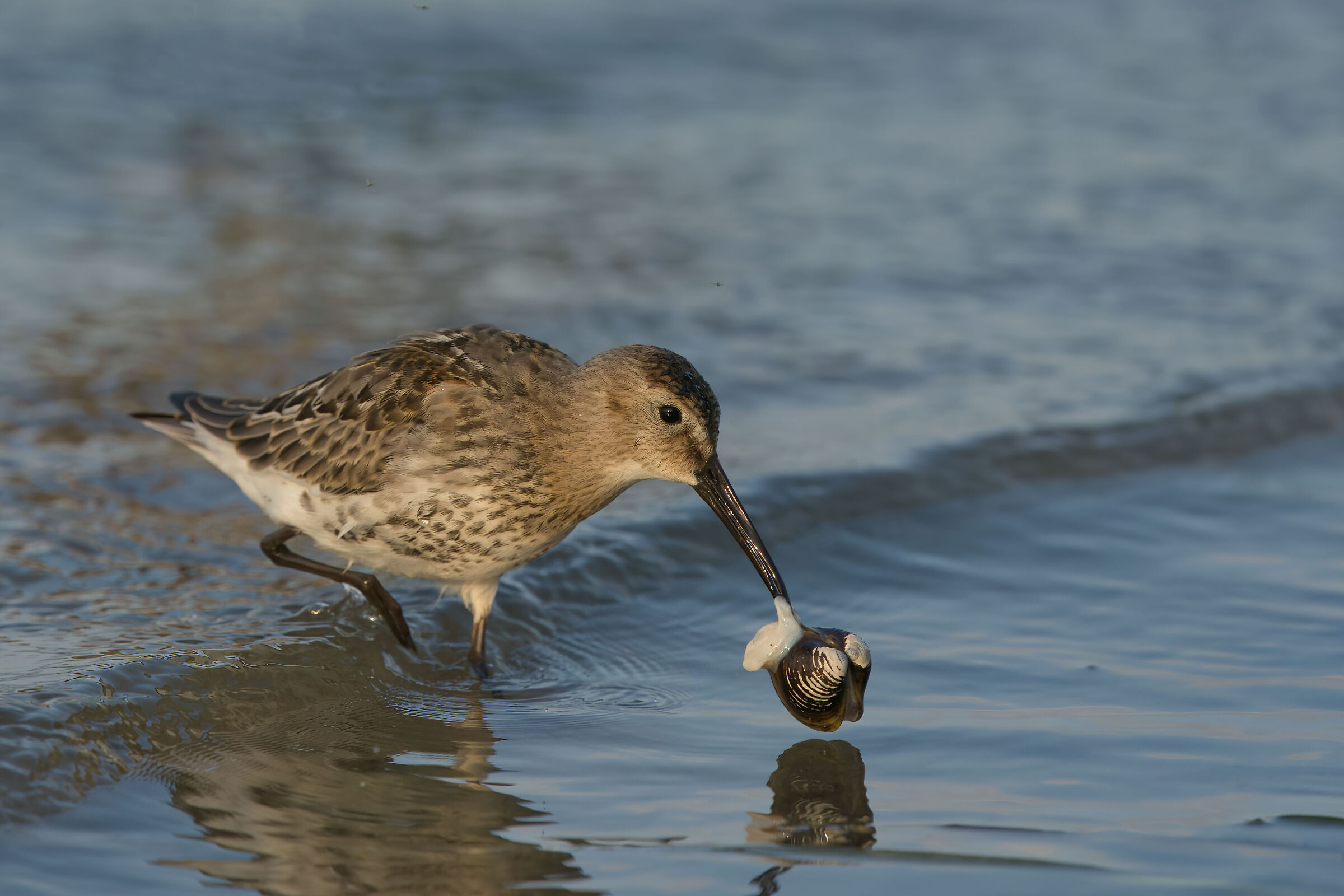 Dunlin