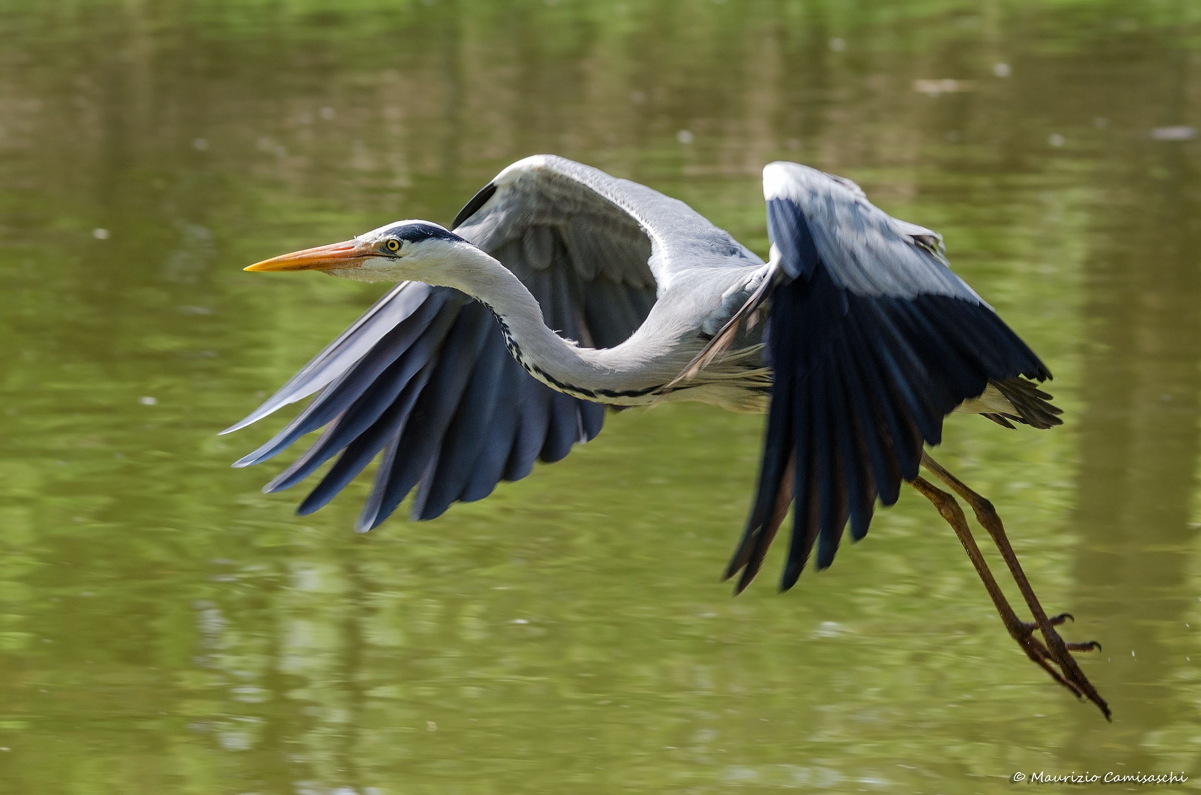 Grey Heron