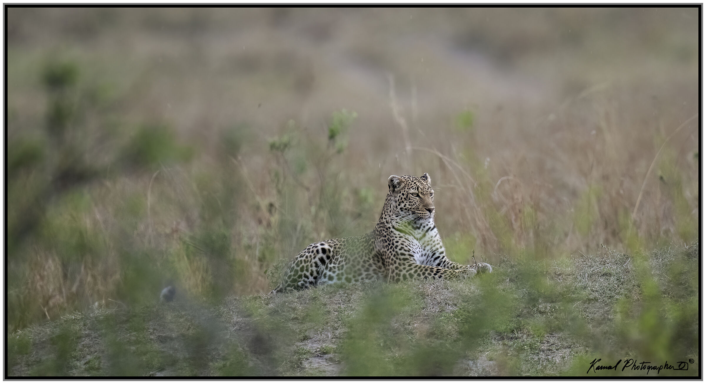 Panthera pardus