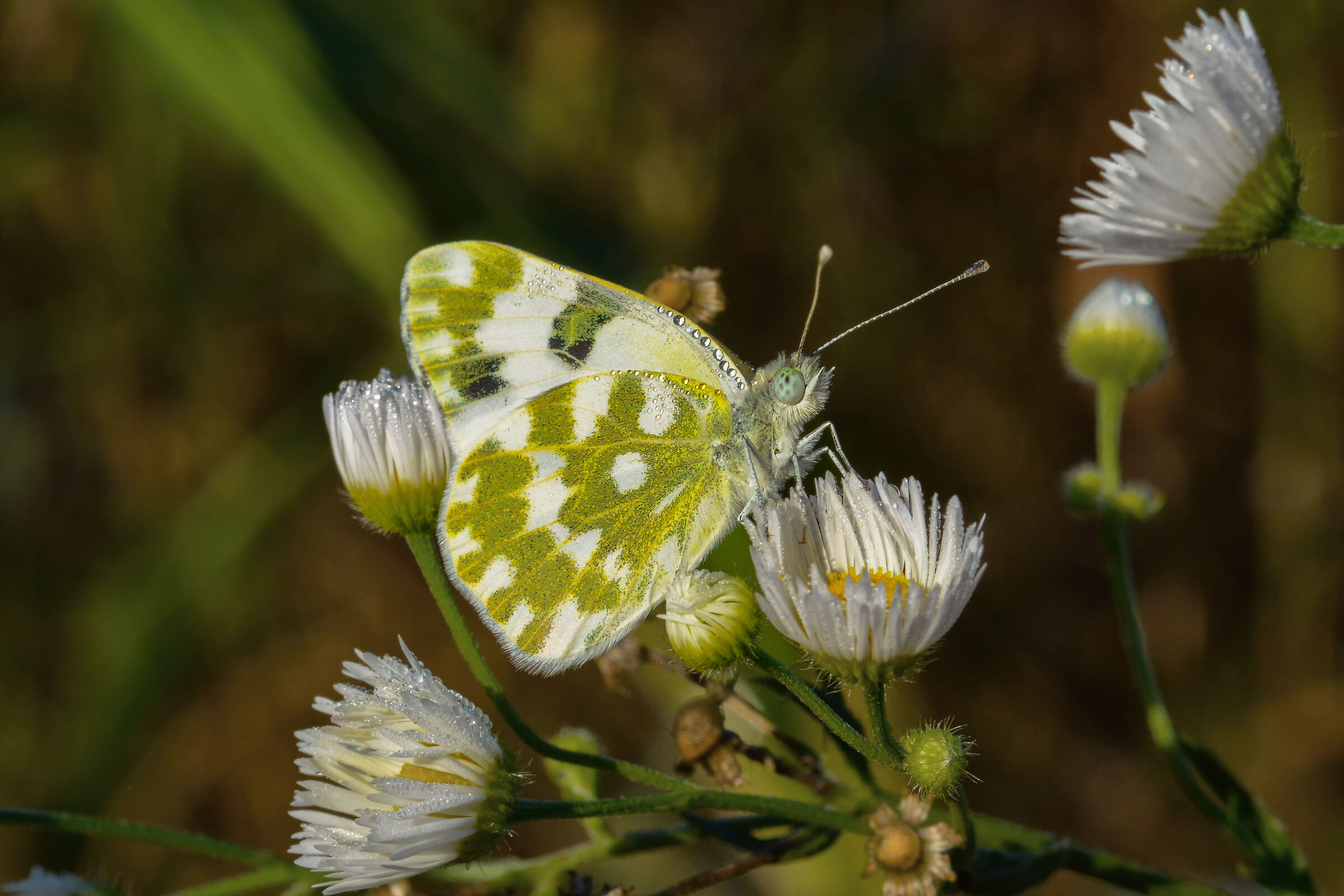 farfalla