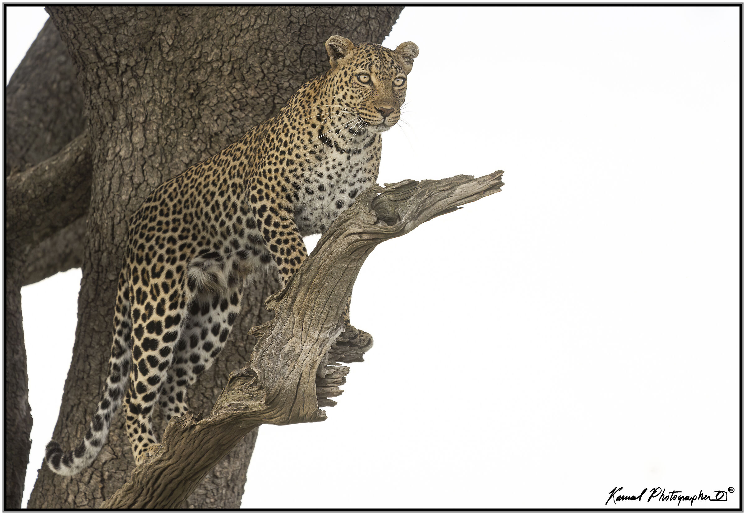Panthera pardus