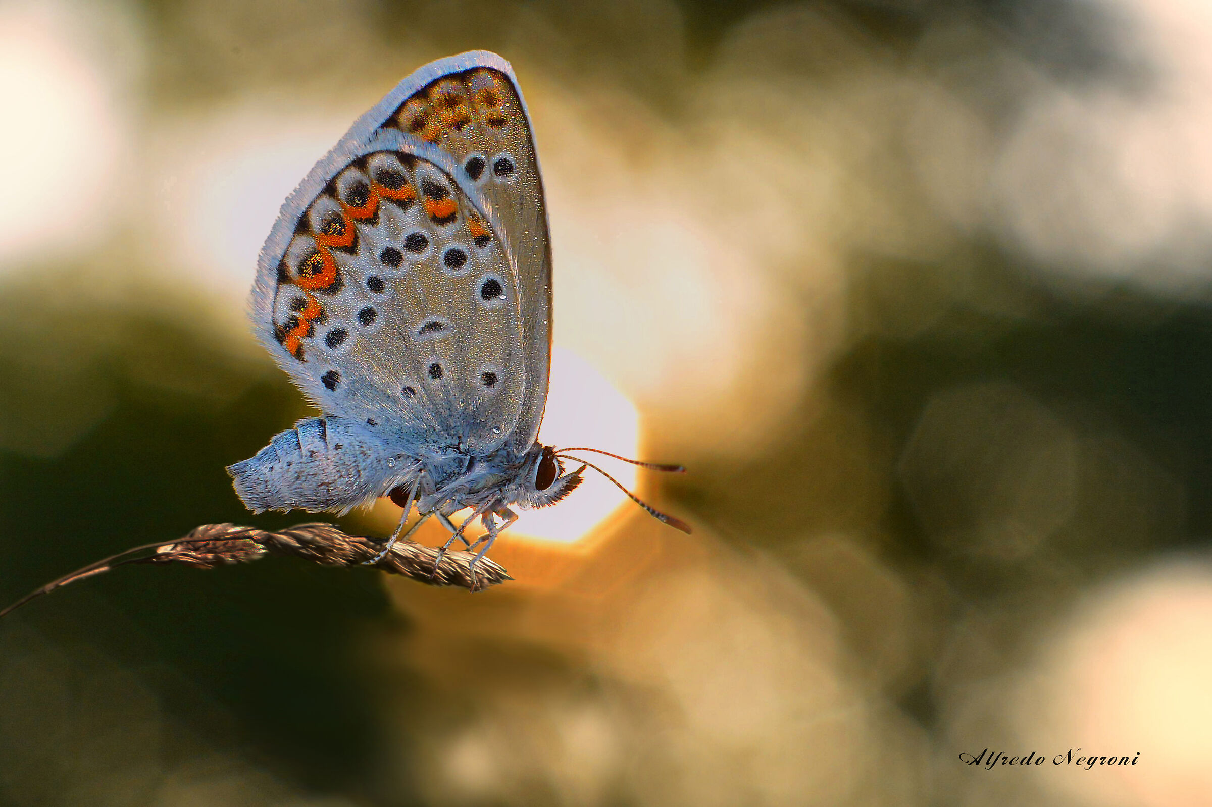 farfalla