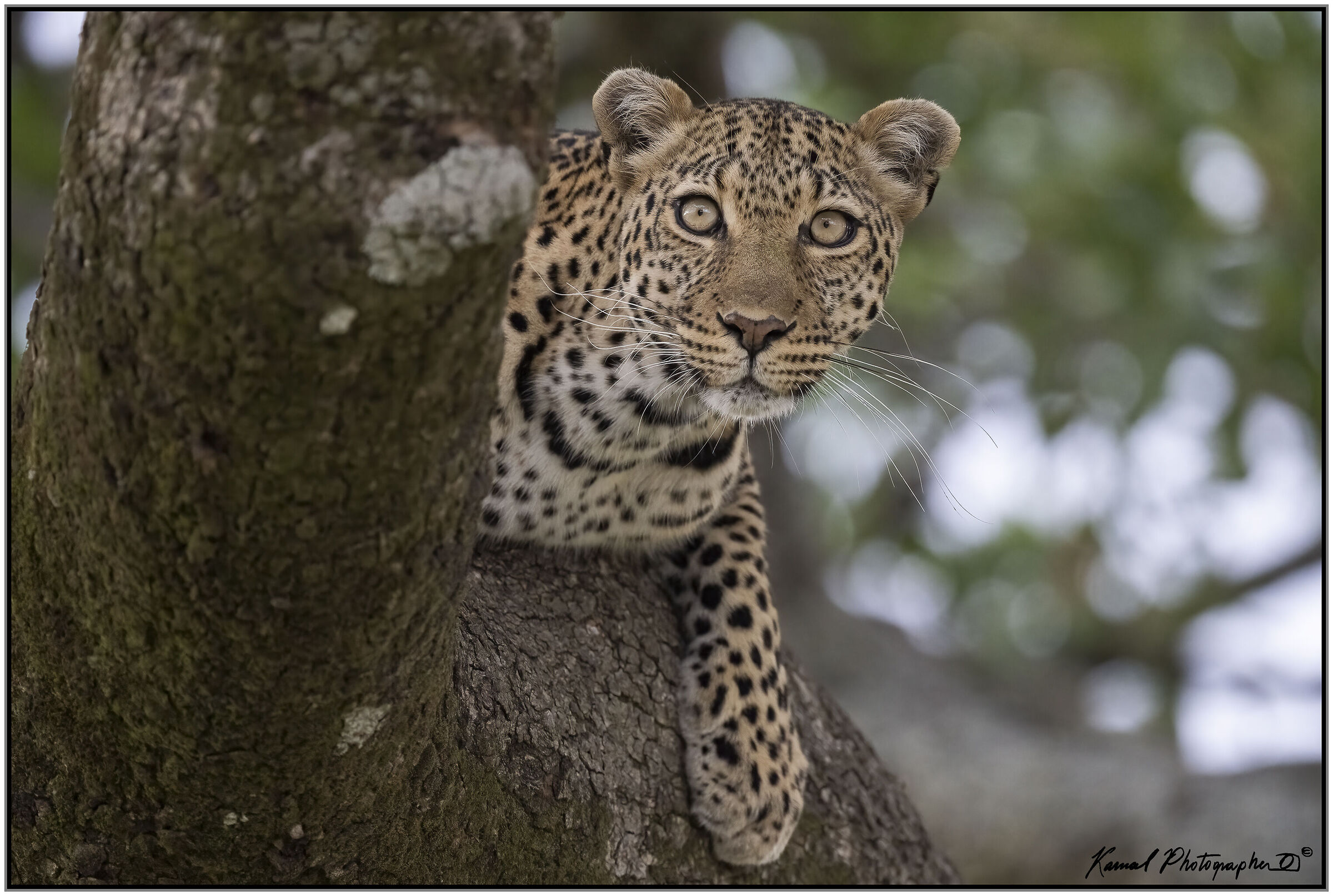 Panthera pardus