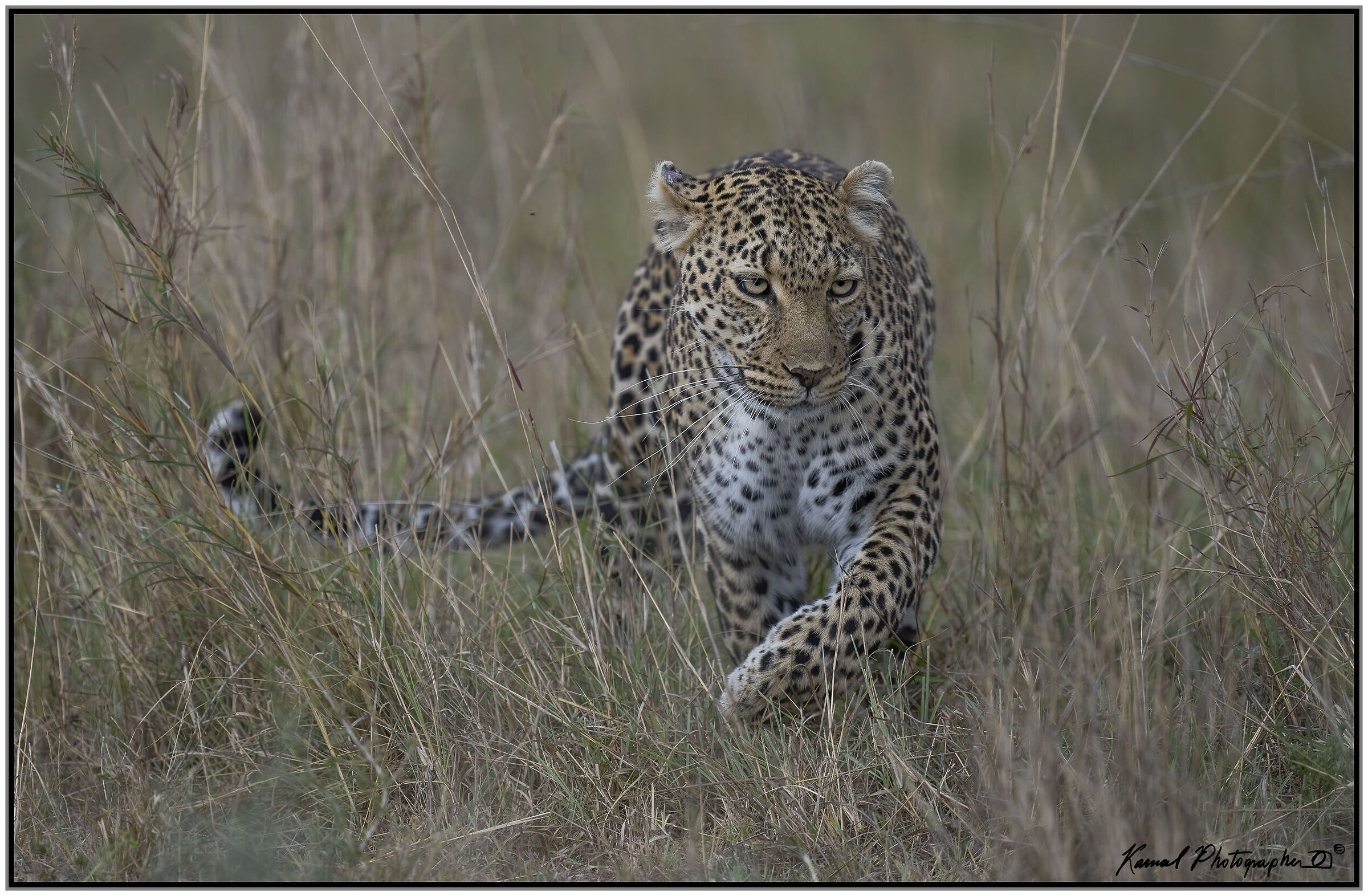 Panthera pardus