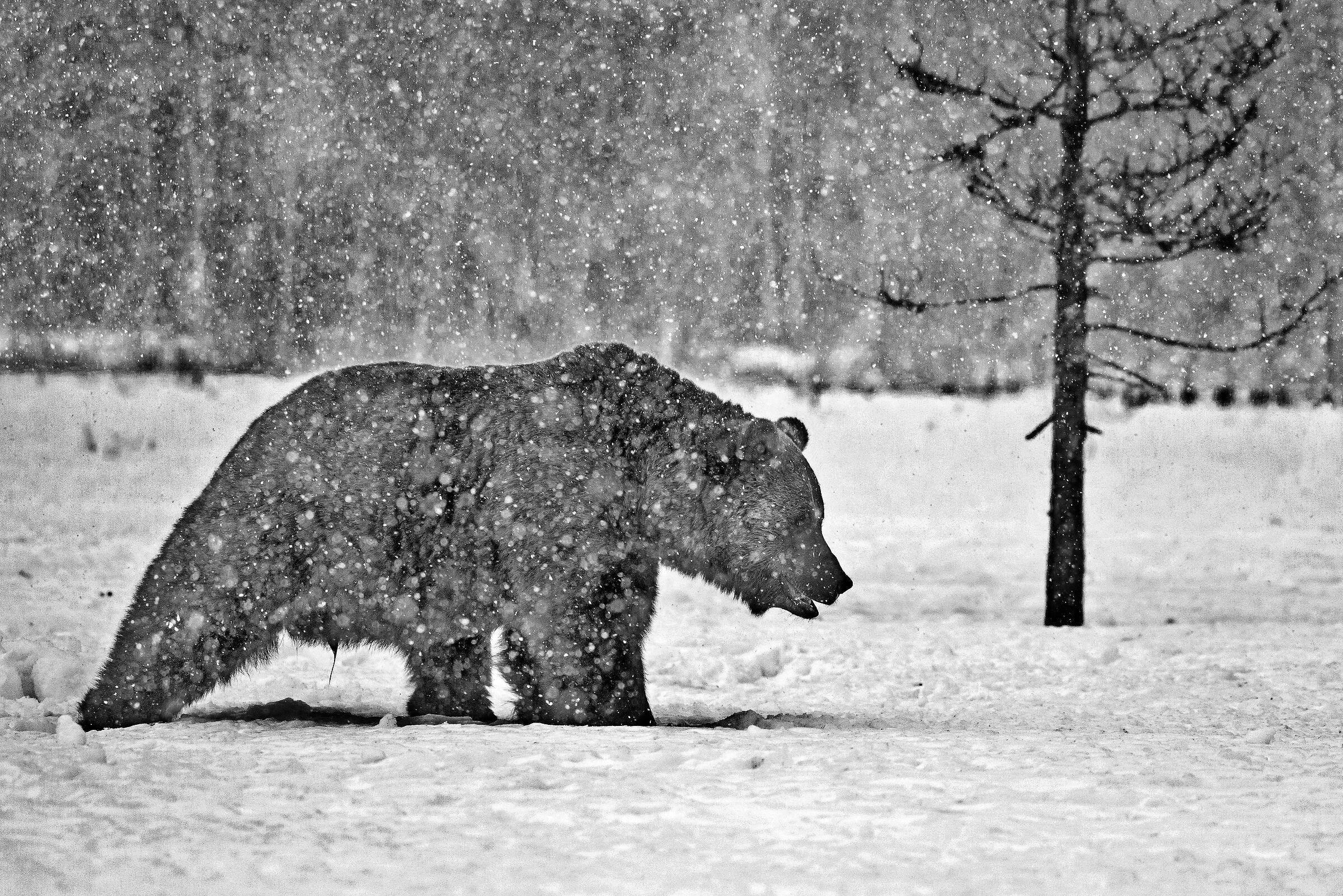 Orso bruno (Ursus arctos)