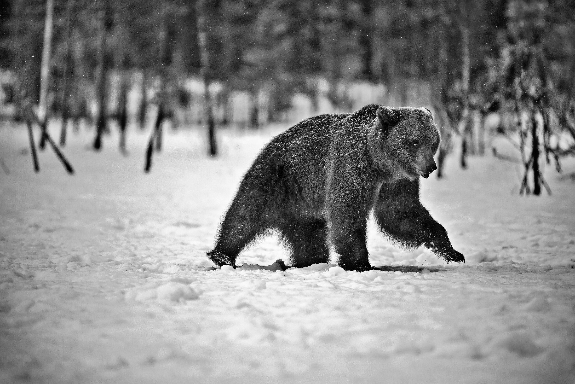 Orso bruno (Ursus arctos)