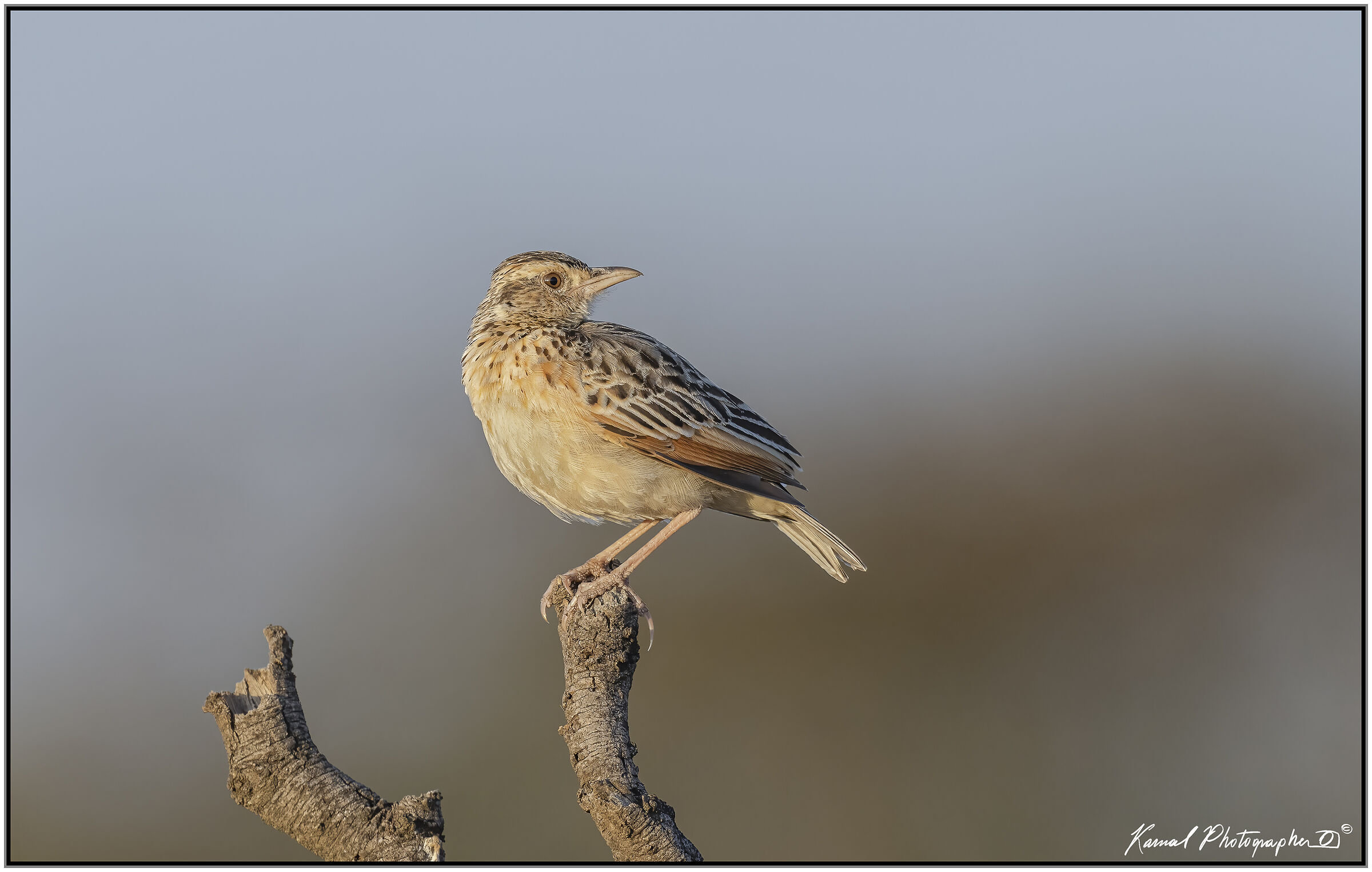 Rufous-naped greenlet