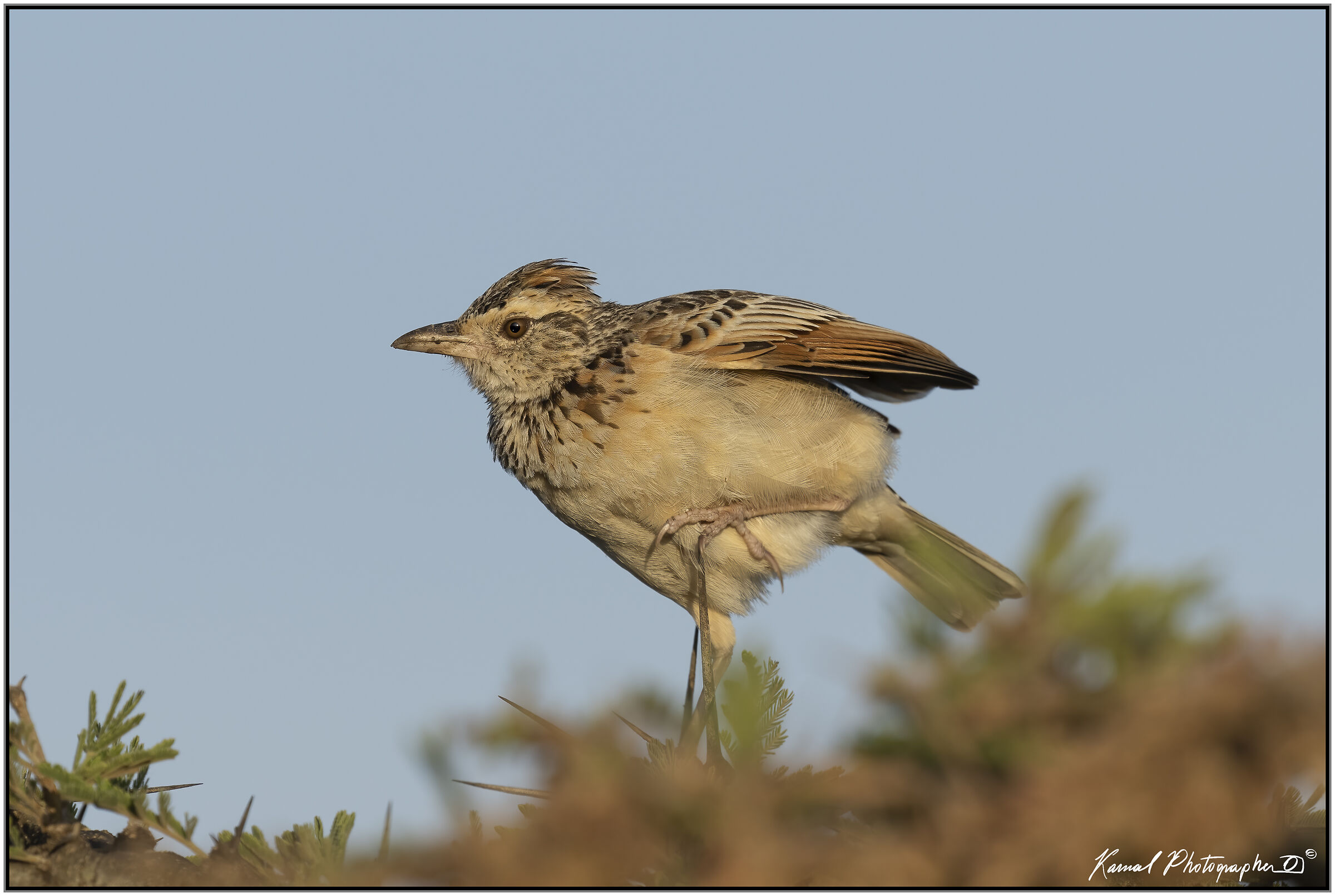 Rufous-naped greenlet