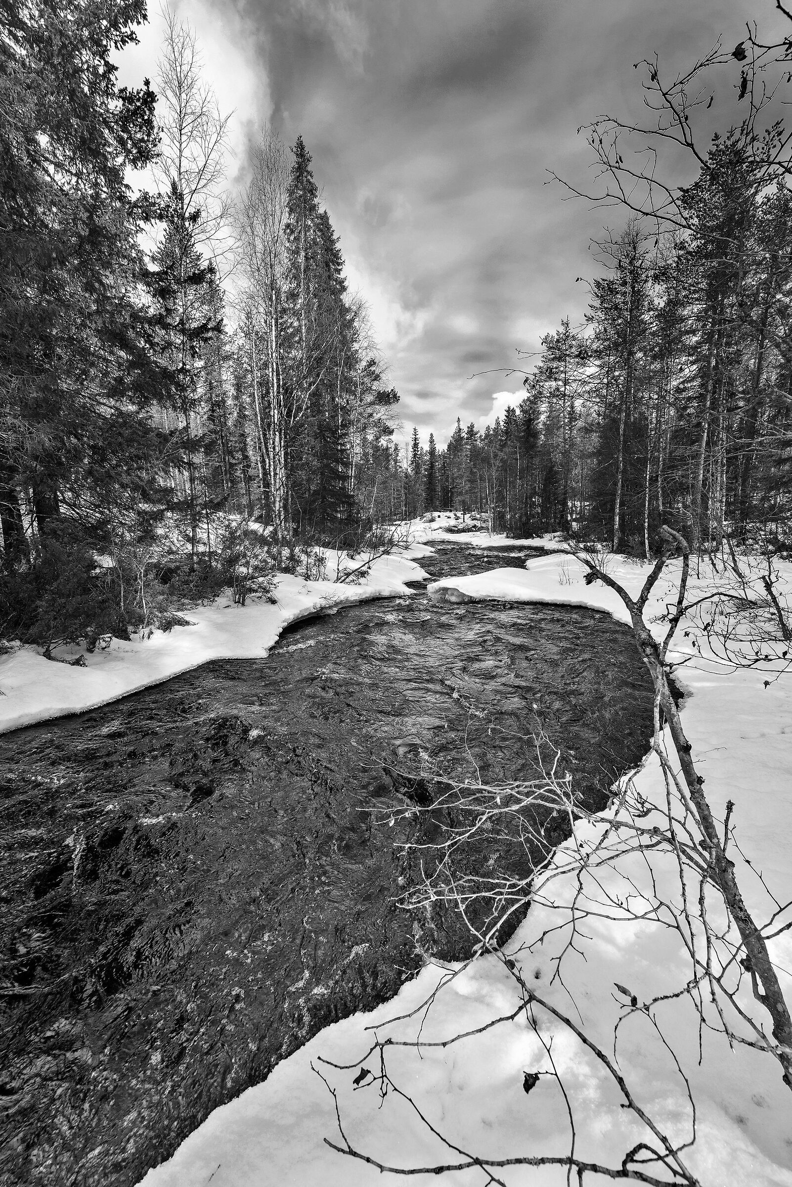 Torrente nel bosco