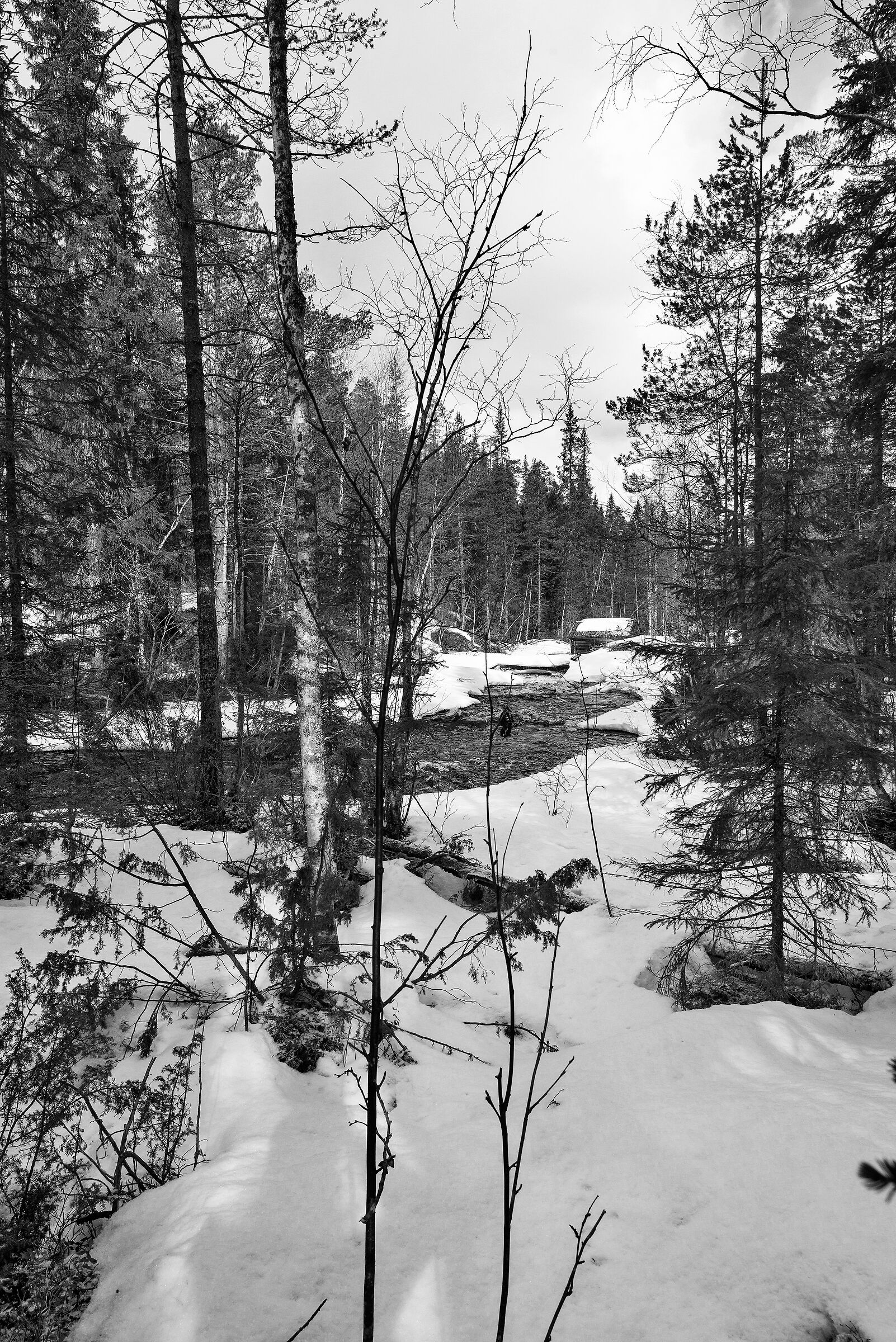 Torrente nel bosco