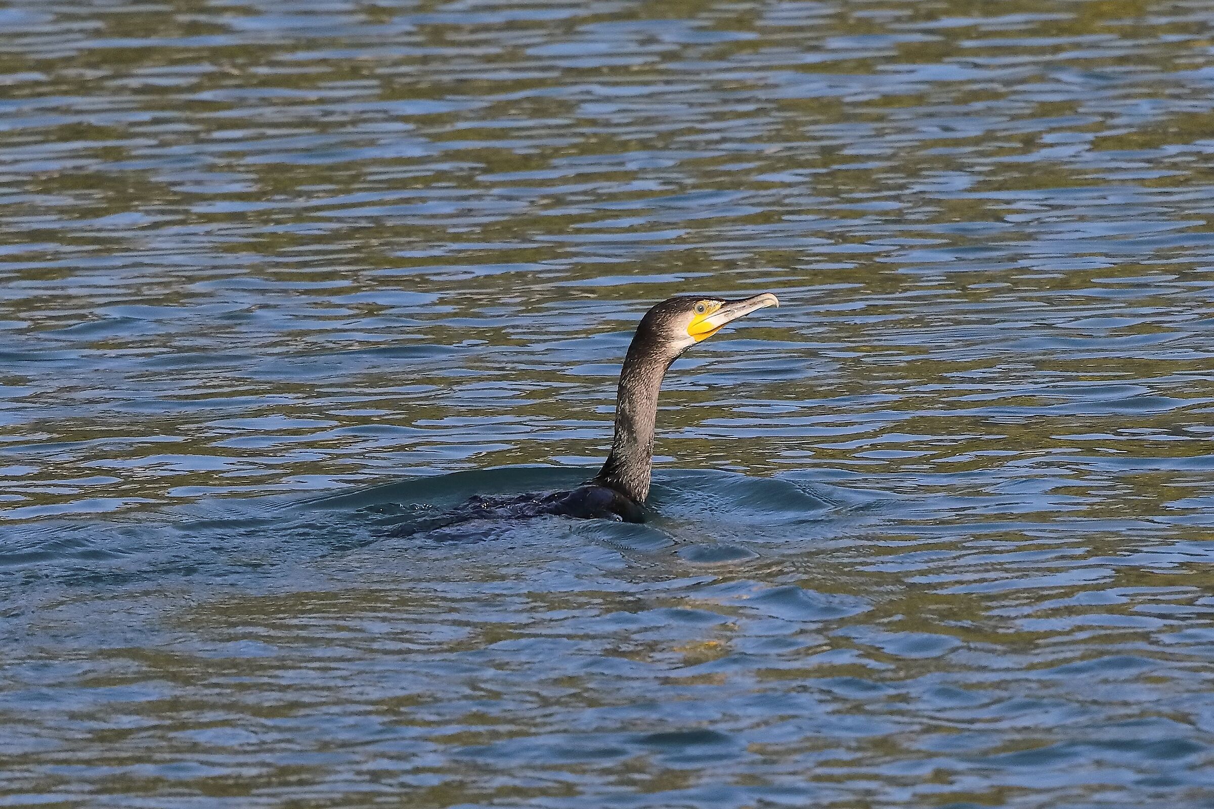 cormorano 26-10-2022