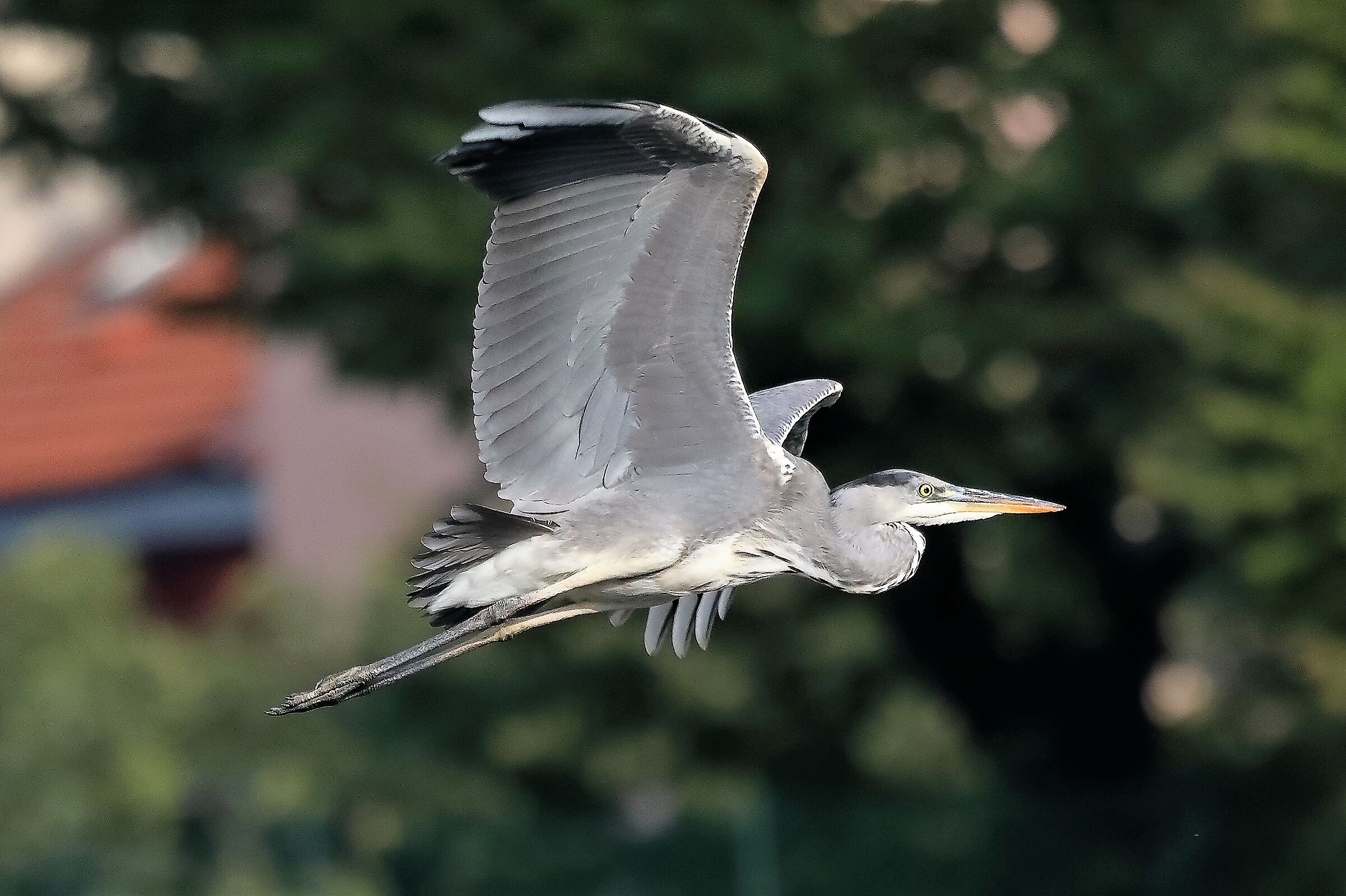 Cenerino ottobre 2022