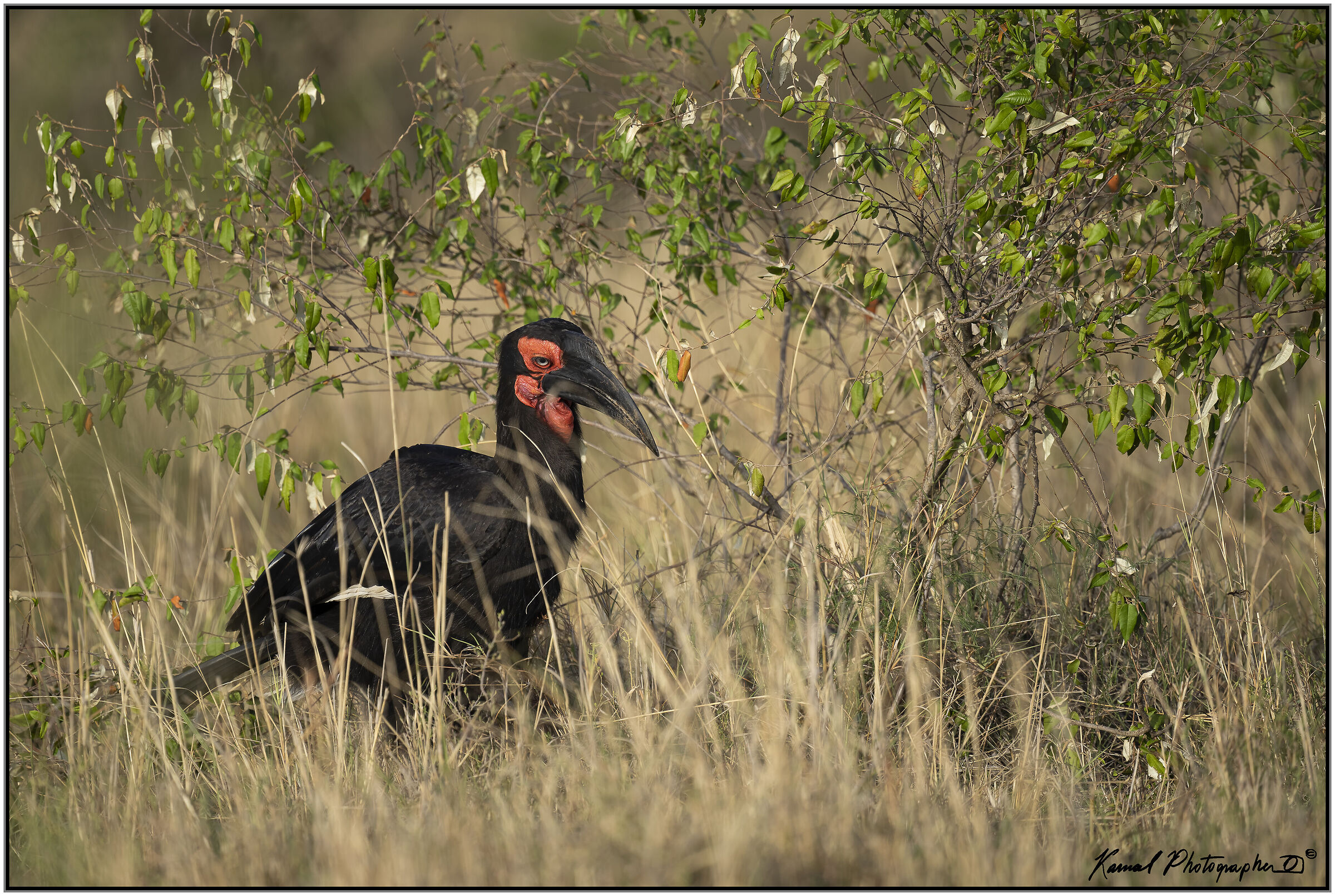Bucorvus leadbeateri