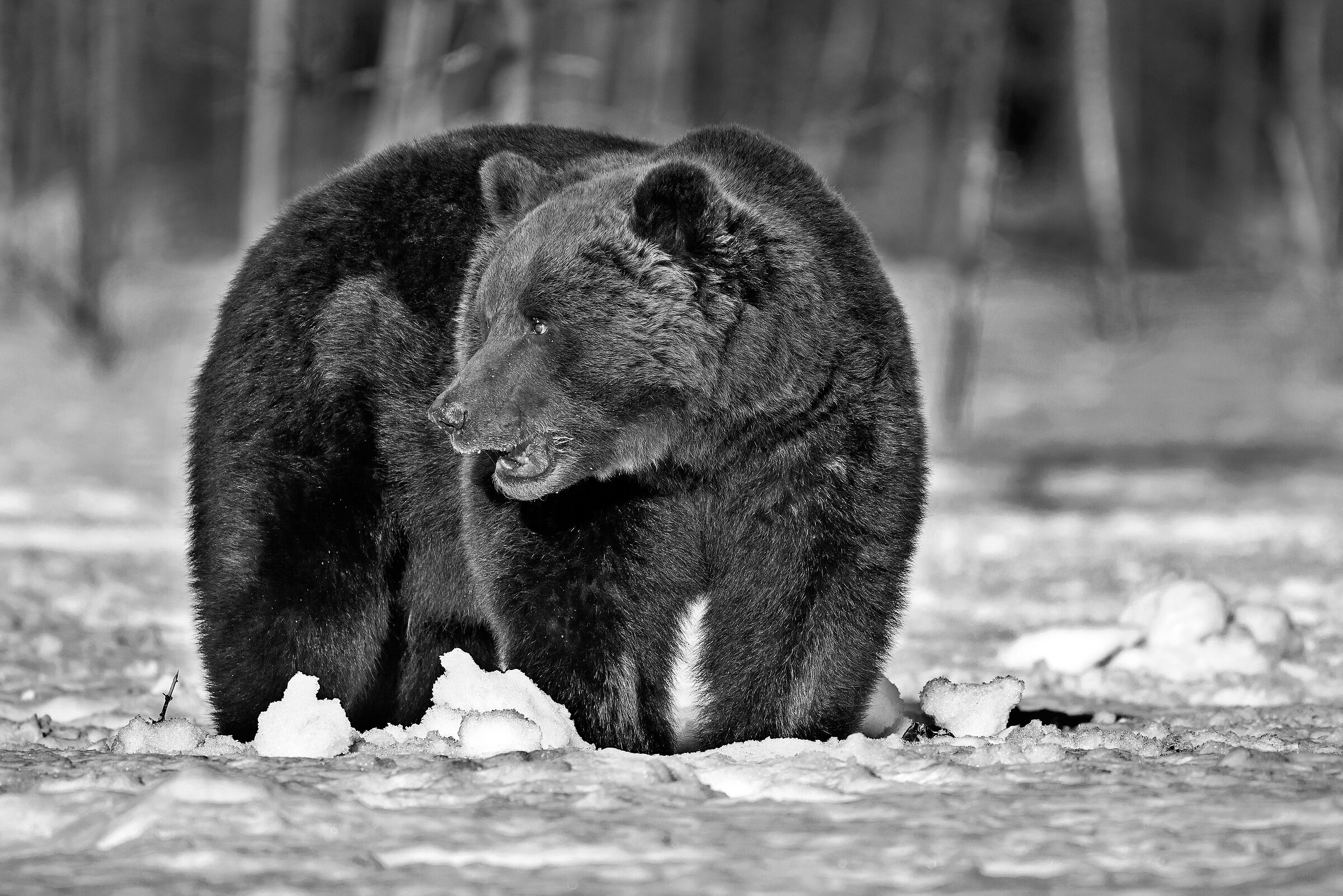 Orso bruno (Ursus arctos)