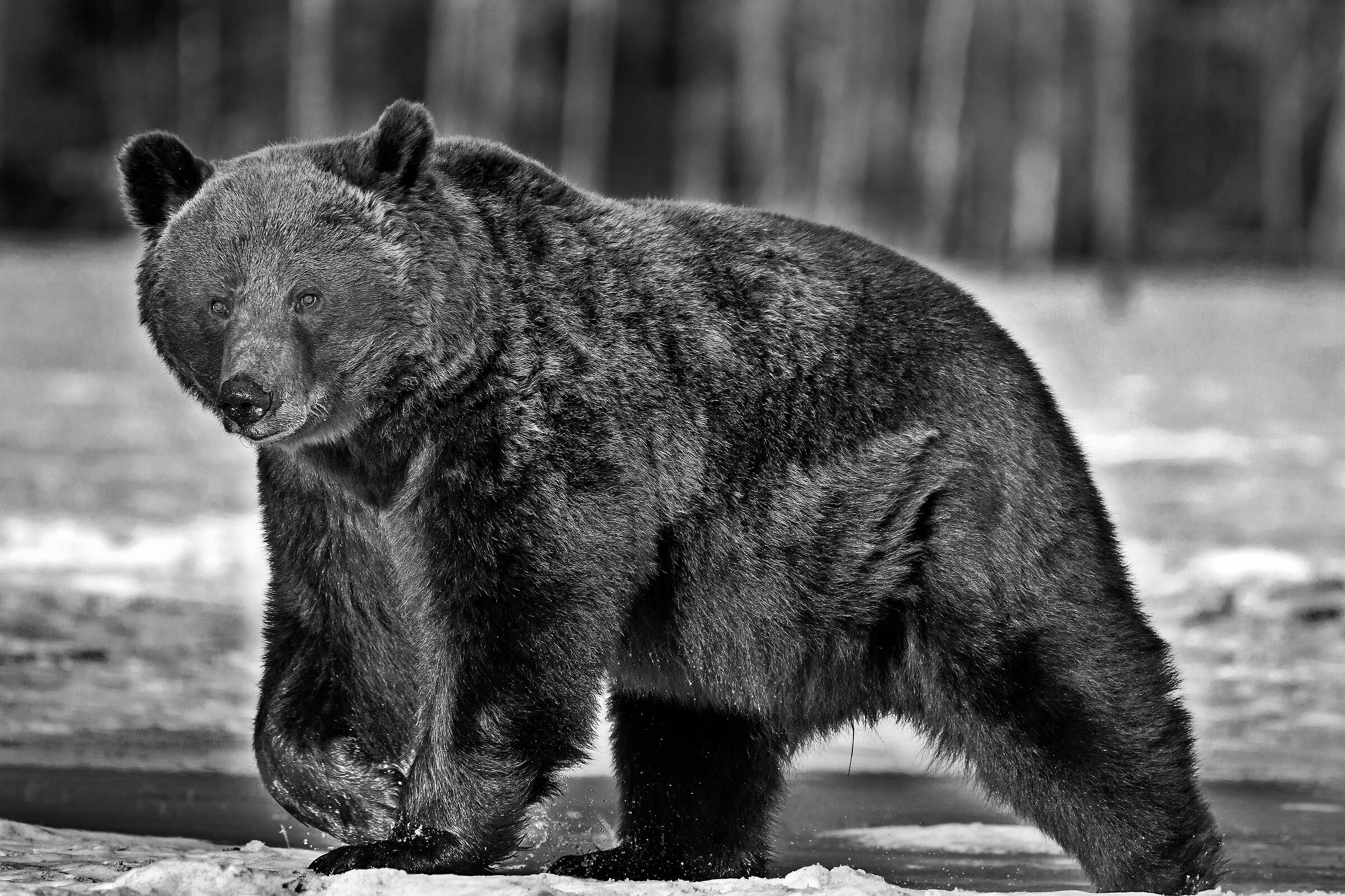 Orso bruno (Ursus arctos)