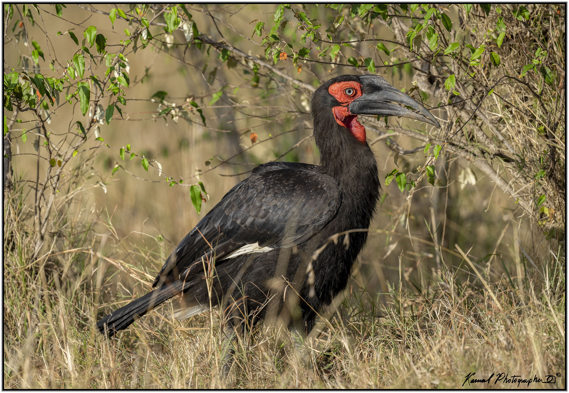 Bucorvus leadbeateri