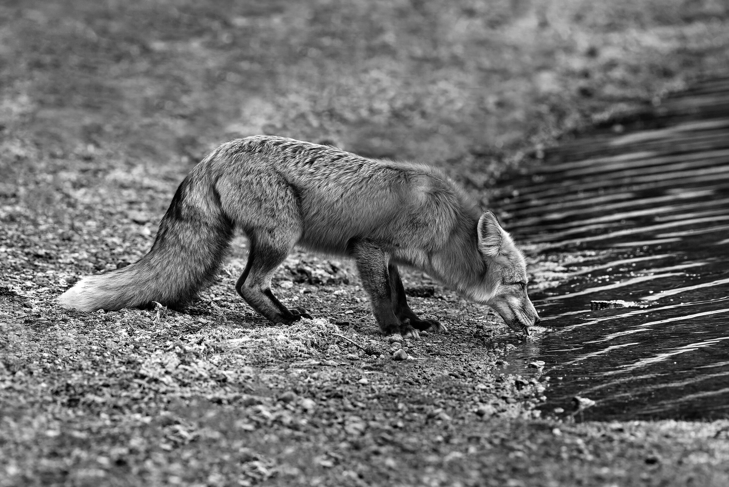 Volpe (Vulpes vulpes), Red Fox