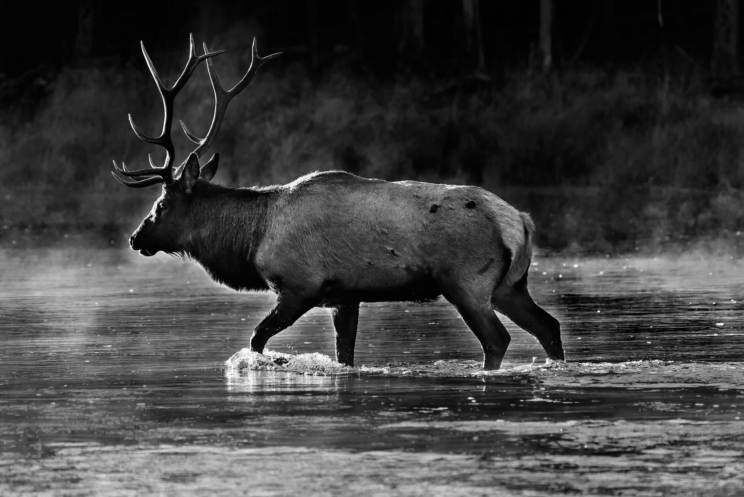 Cervo canadese (Cervus elaphus canadensis)