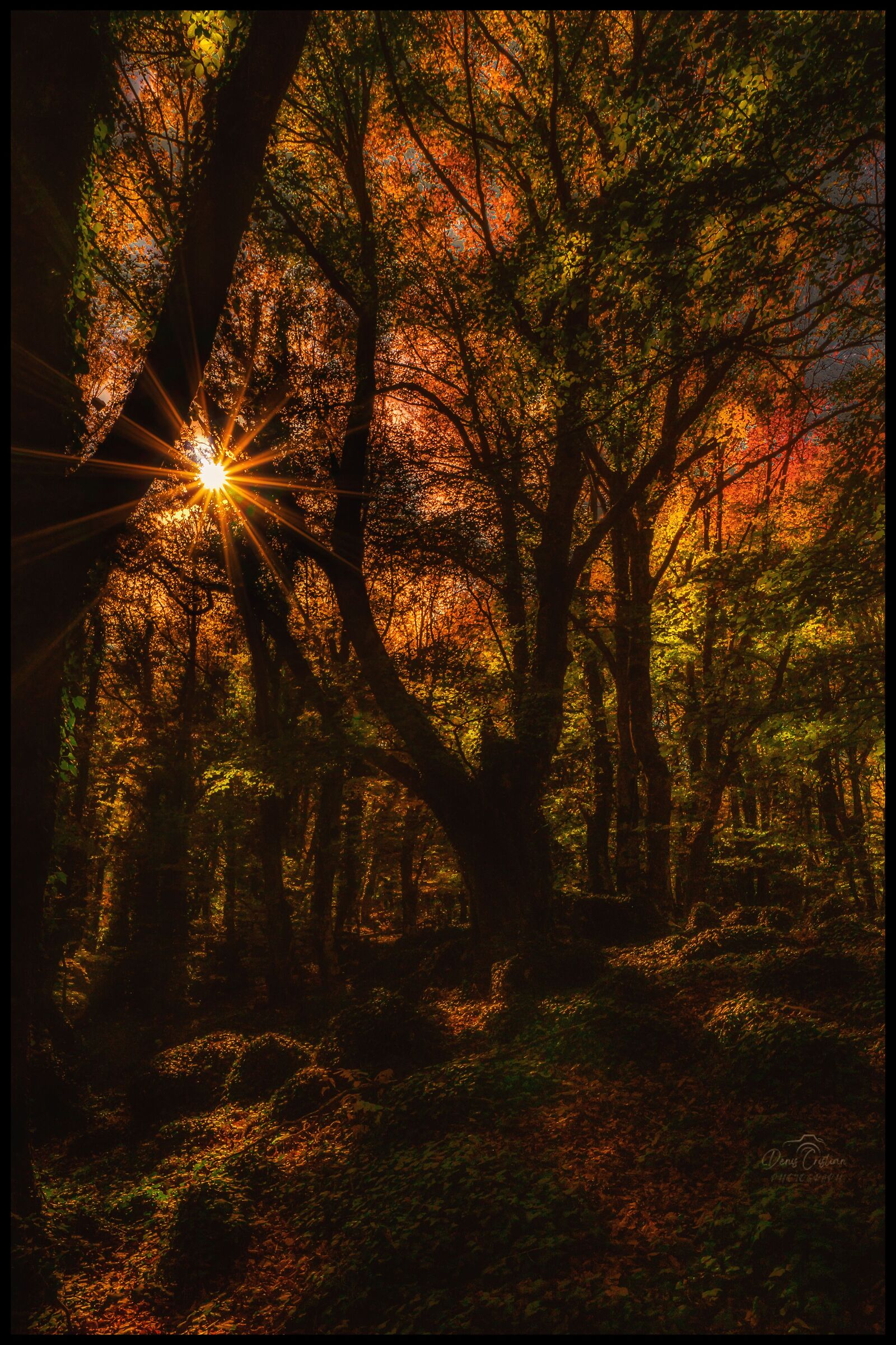 Backlight in boxwood