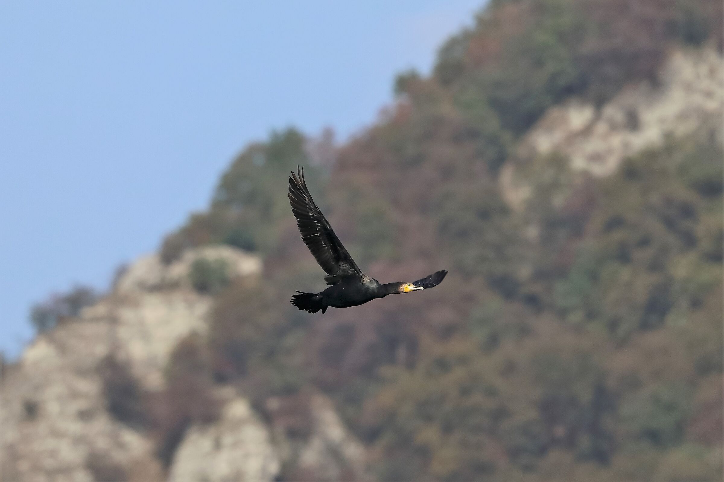 cormorano 26-10-2022
