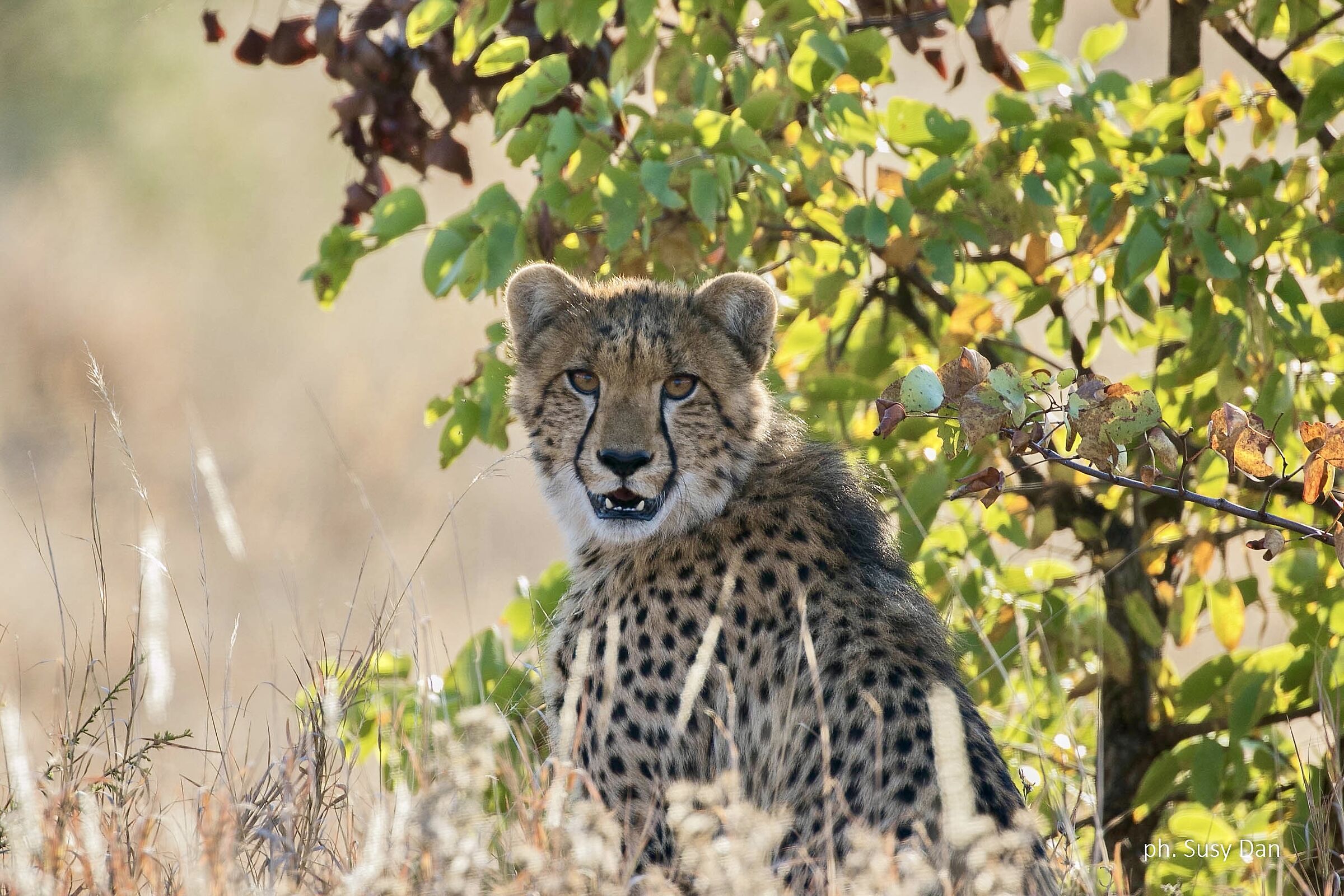 Uno sguardo che conquista