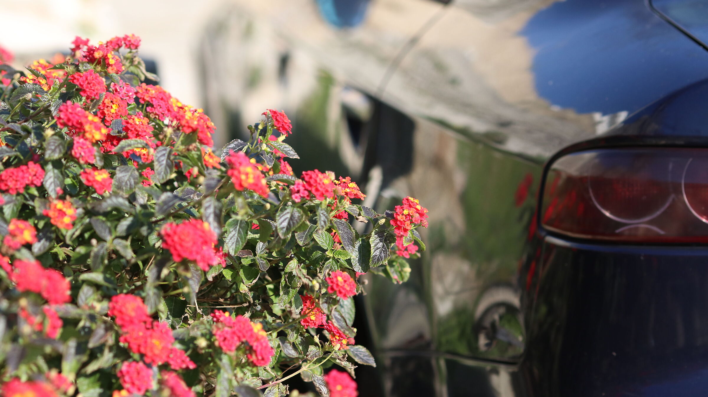 " Crop 216 ", Canon 135 F. 2 L USM / 80 D