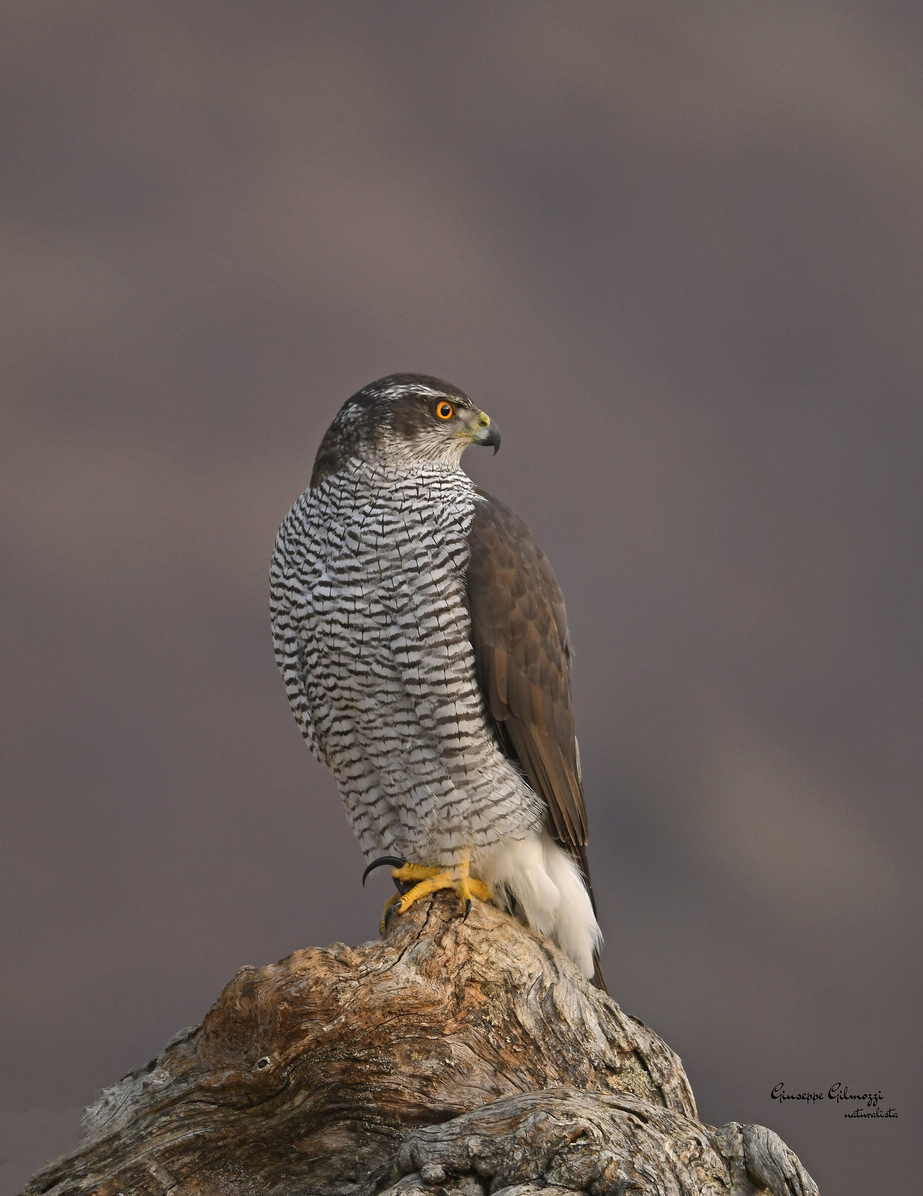 Goshawk (female)