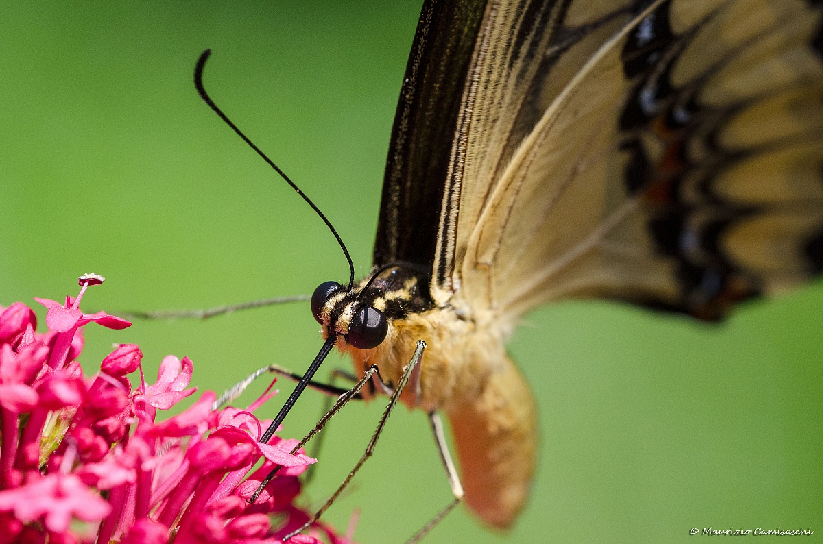 Papilio machaon