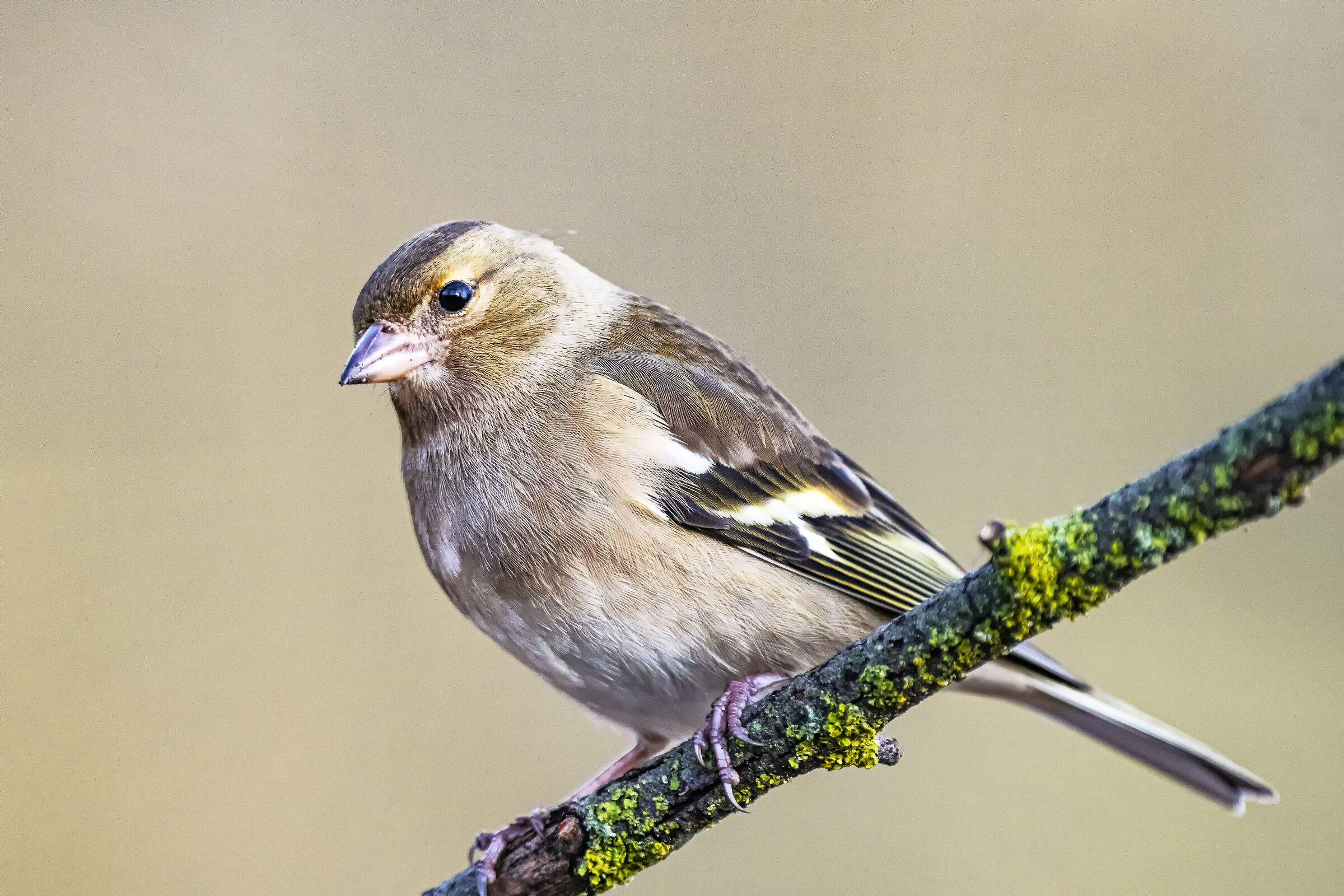 Chaffinch f.