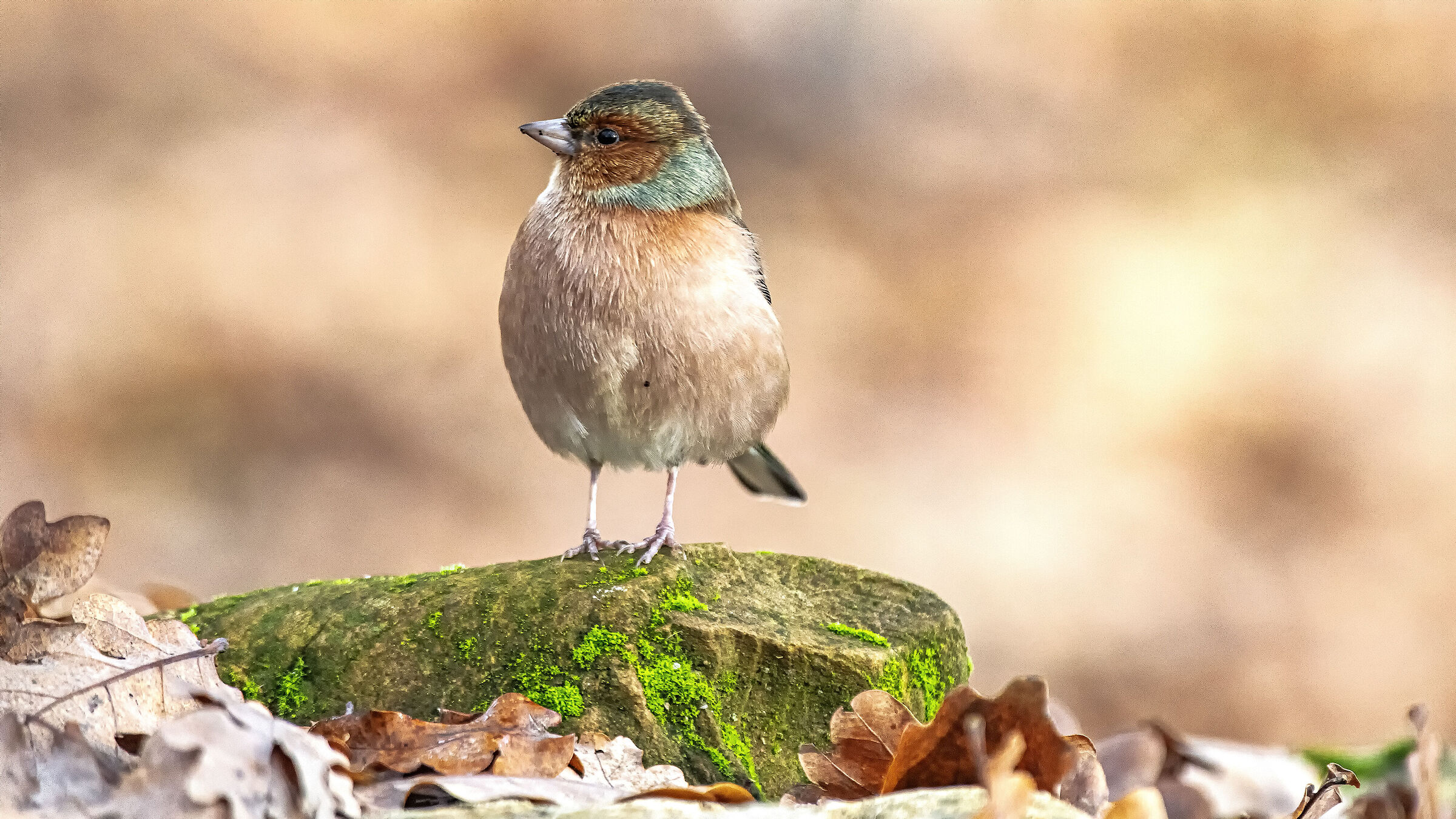 Chaffinch m.