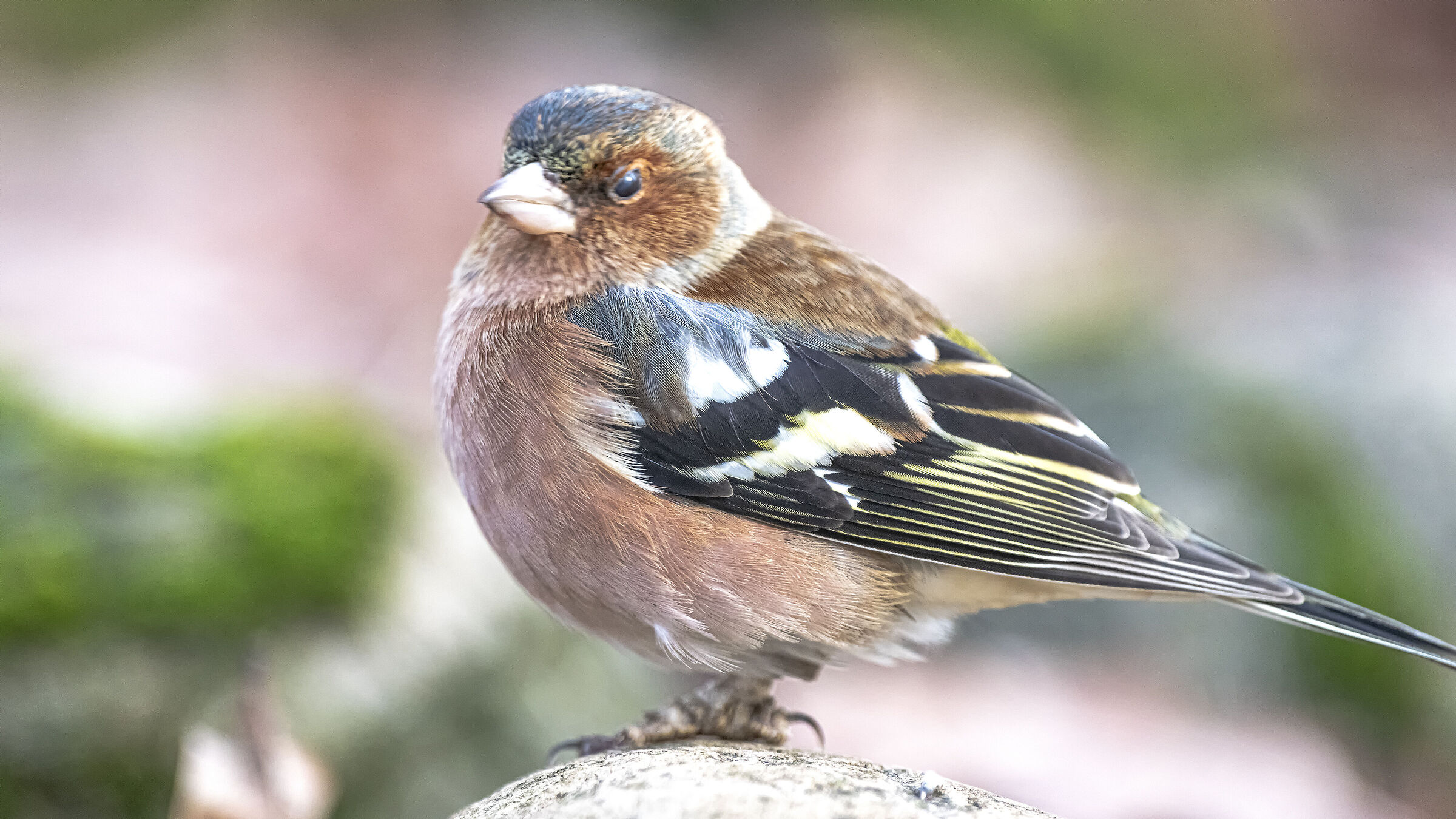 Chaffinch