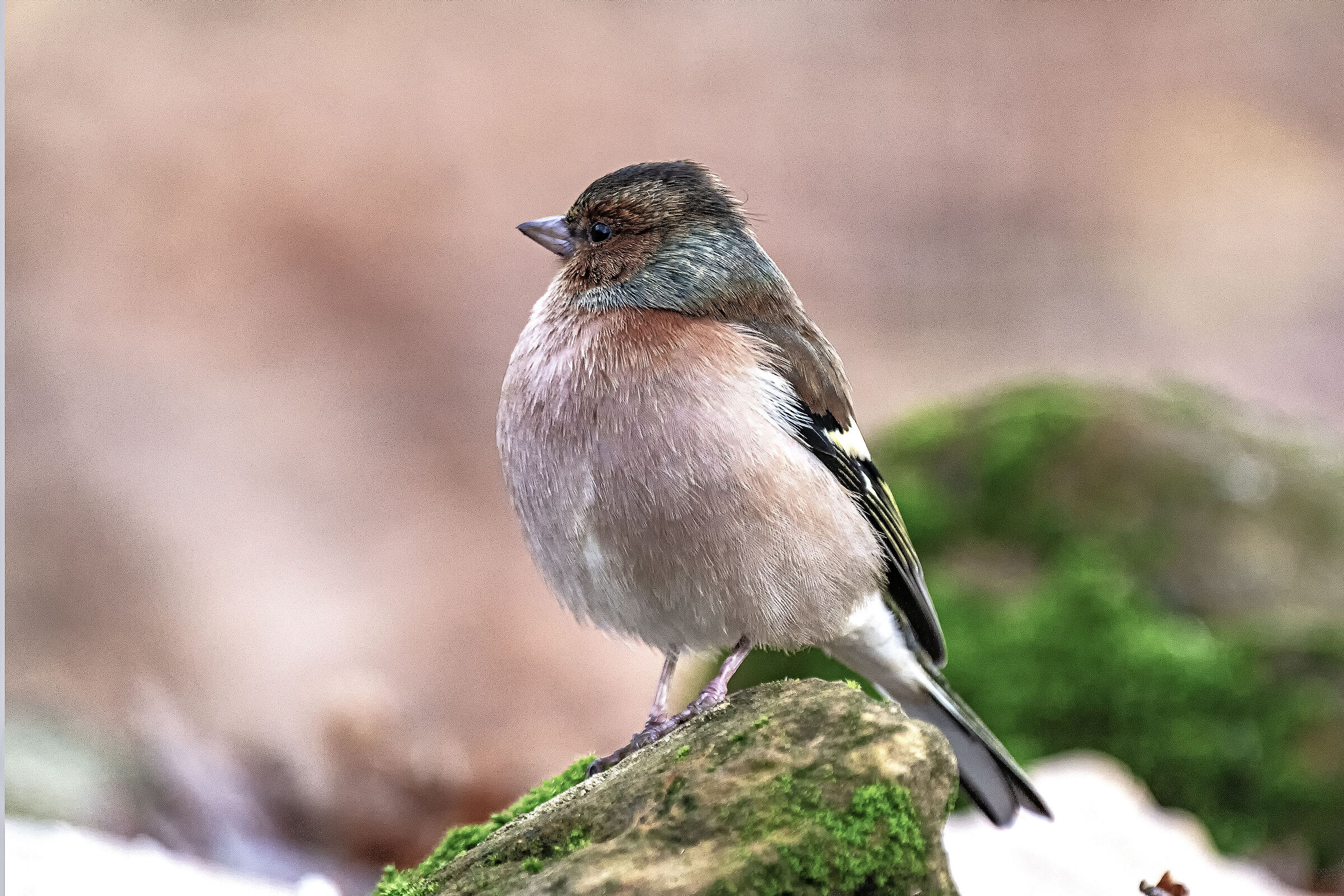 The Chaffinch