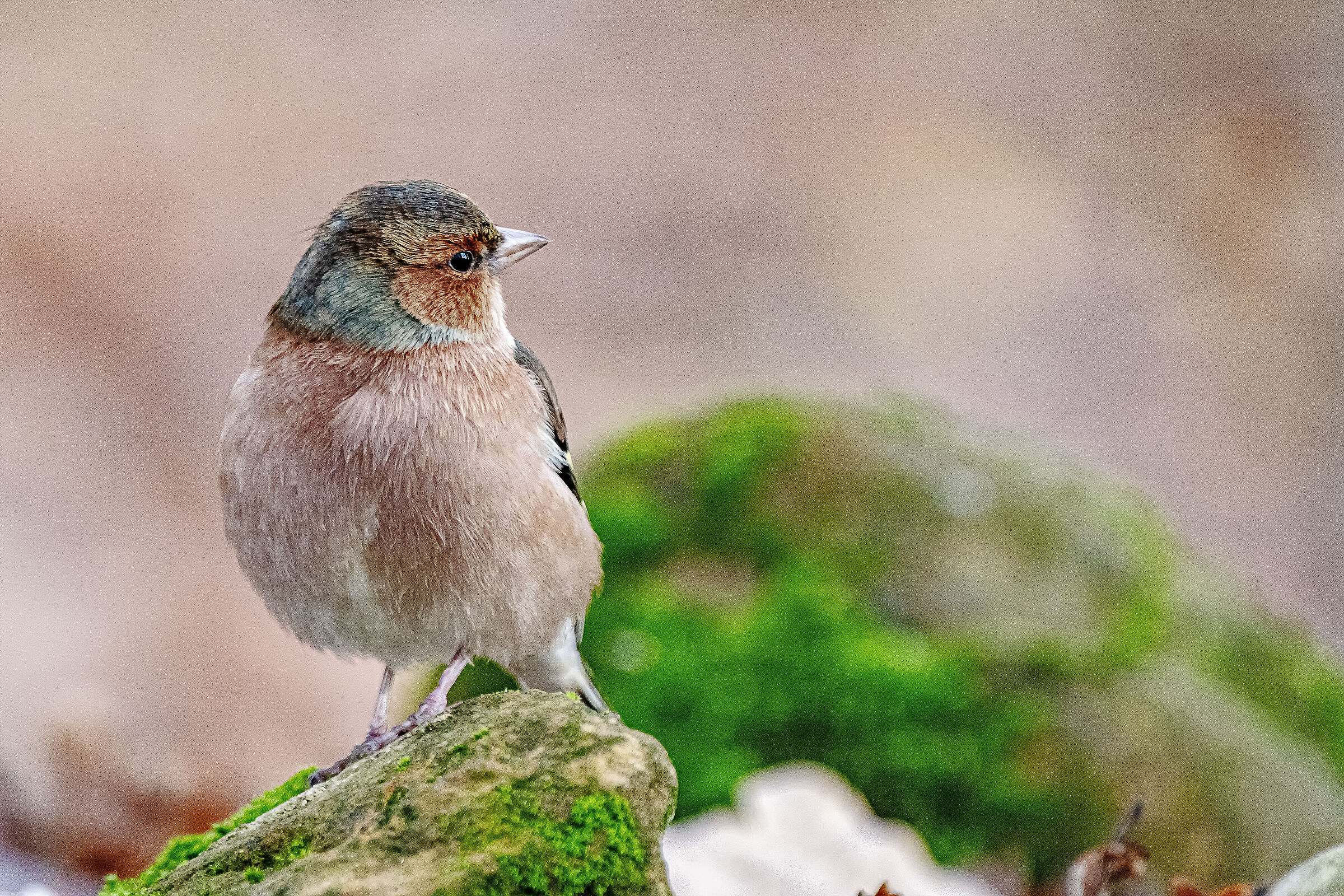Chaffinch