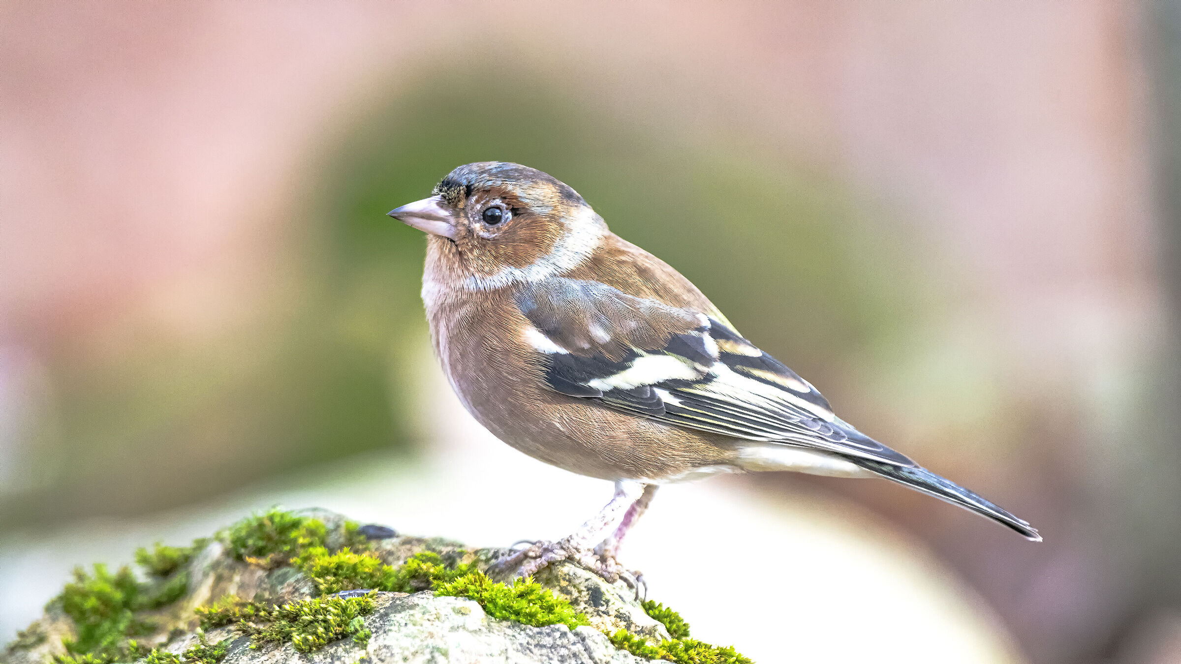 Chaffinch m.